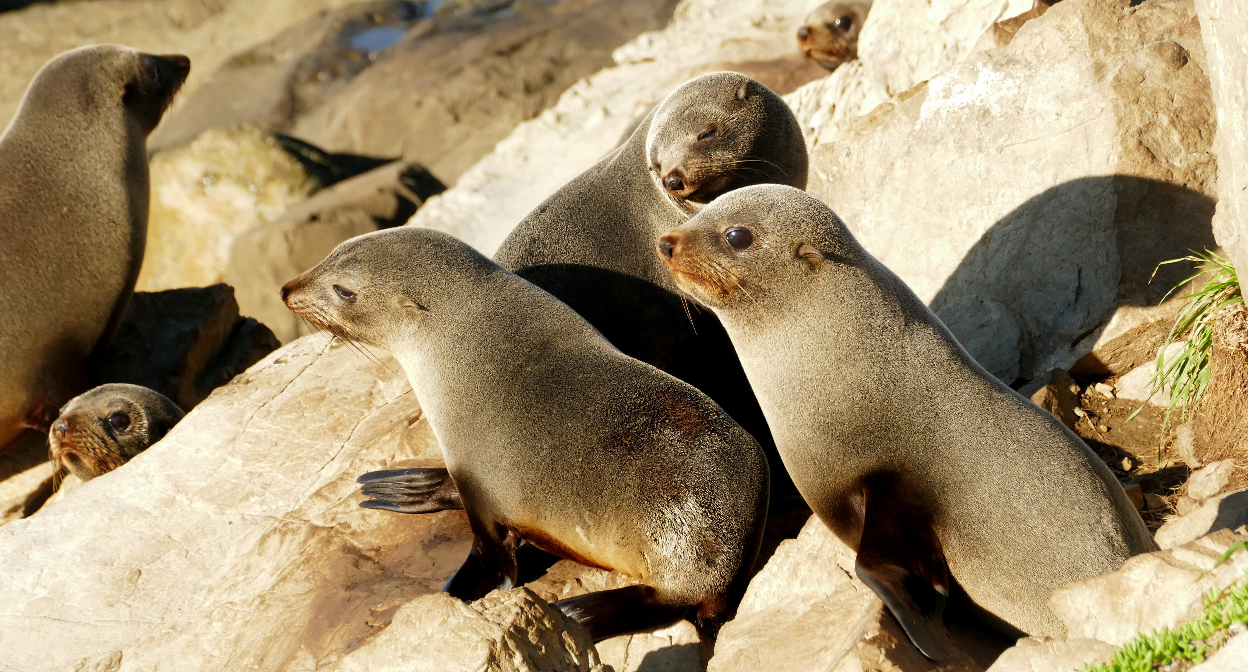 Seal pups. (gang of three) photo