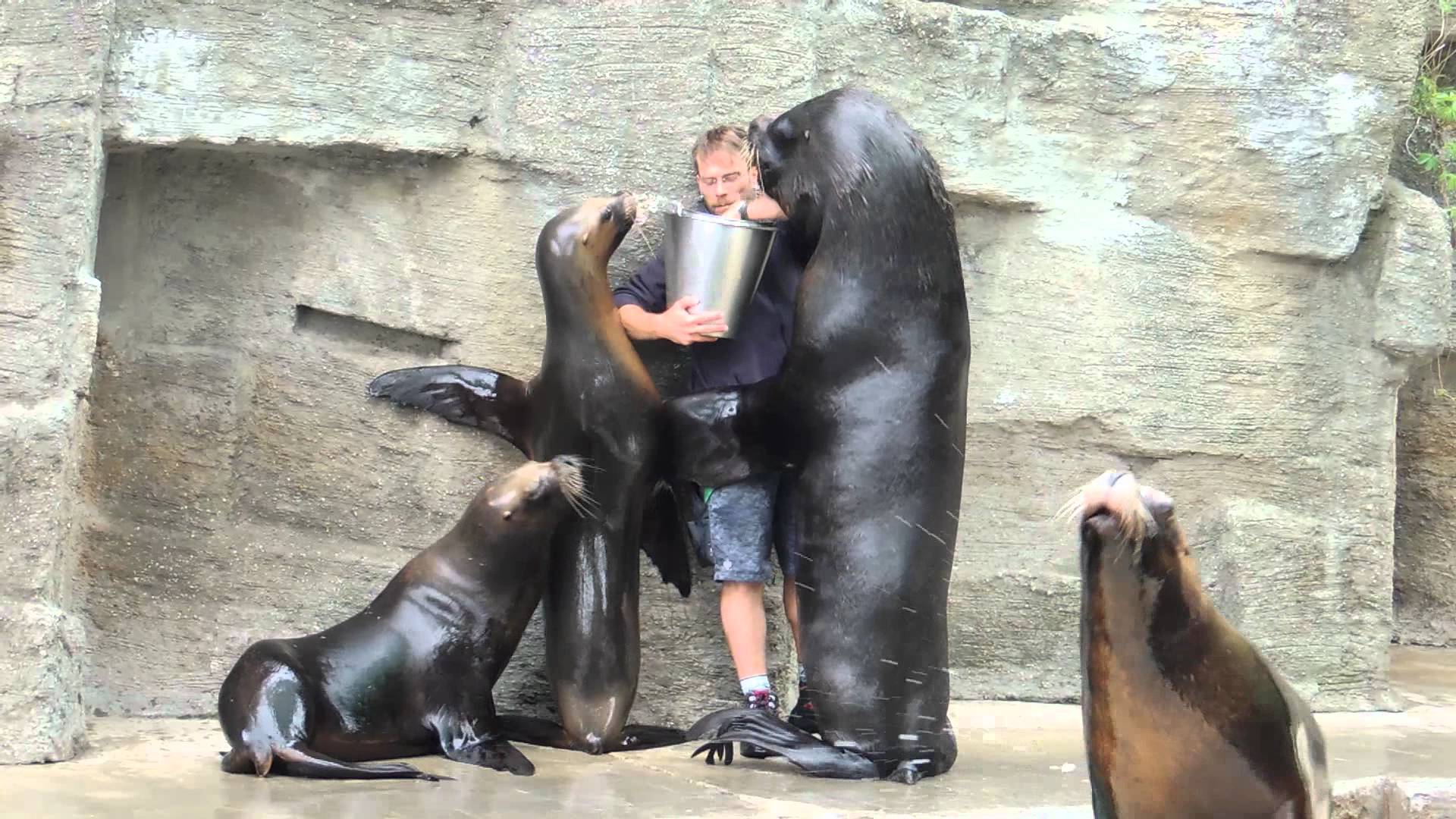 Sea Lion Feeding and Kissing - YouTube