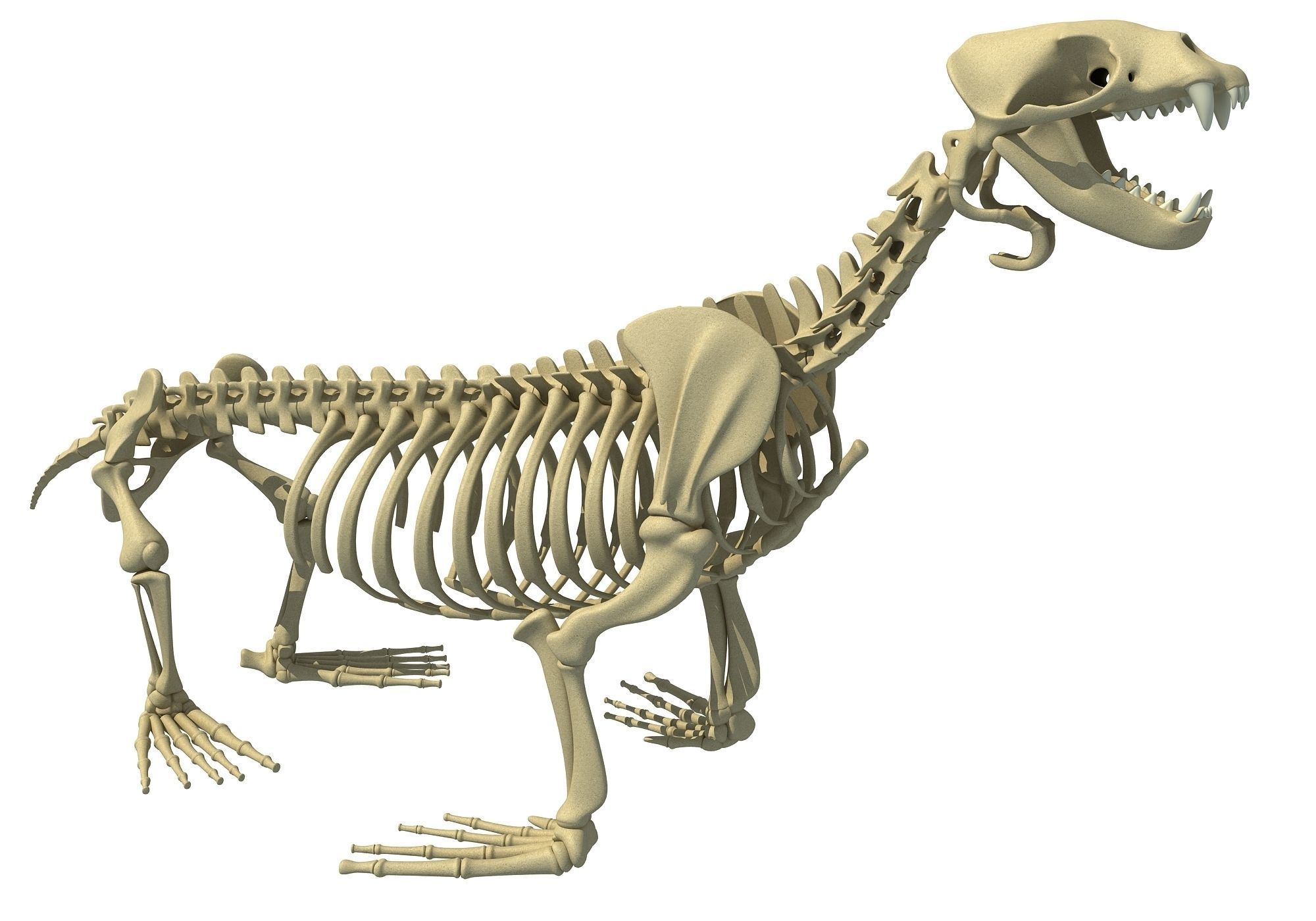 Sea Lion Skeleton 3D model | CGTrader