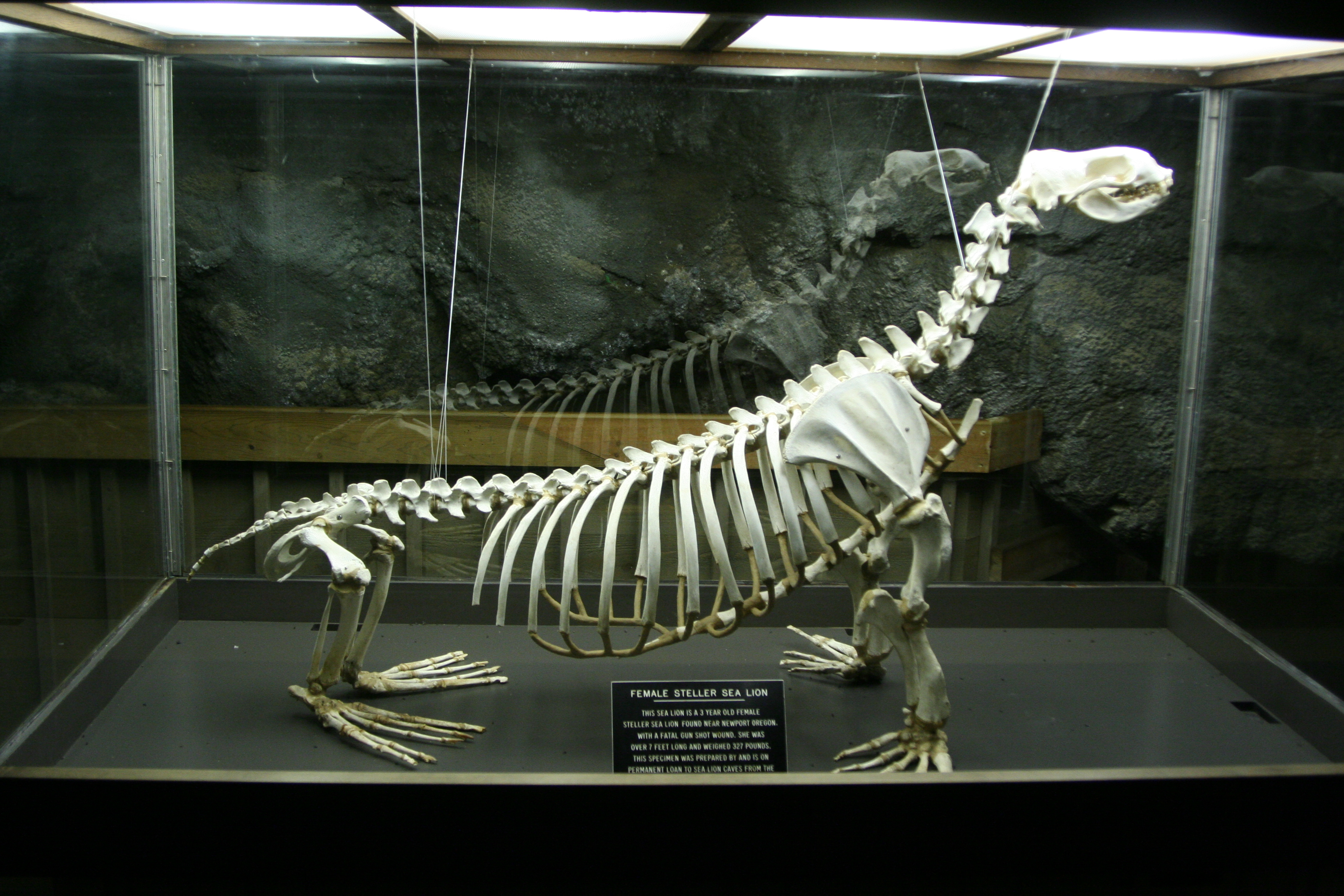 Photo Detail: Sea lion skeleton