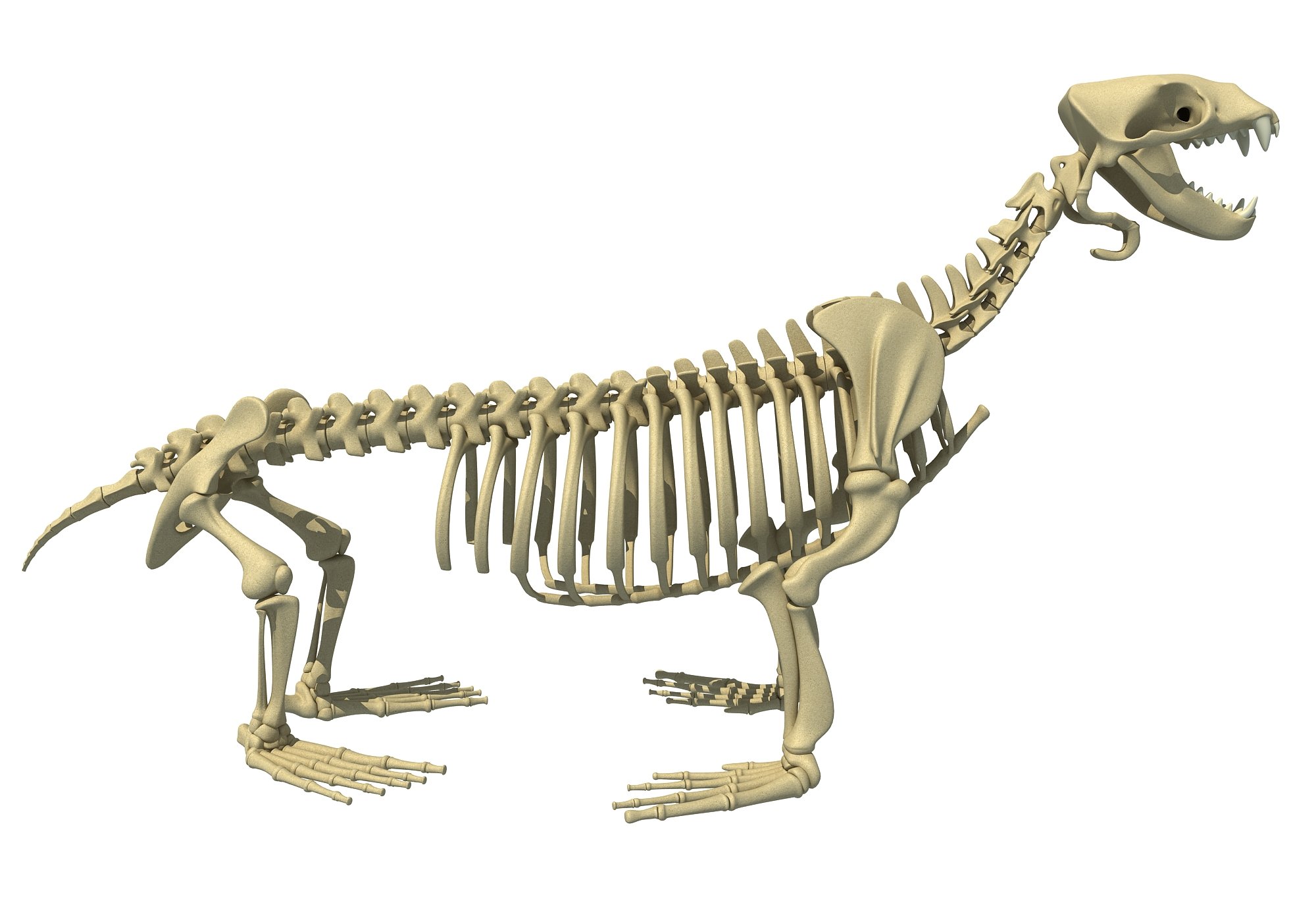 Sea Lion Skeleton 3D Model – 3D Horse