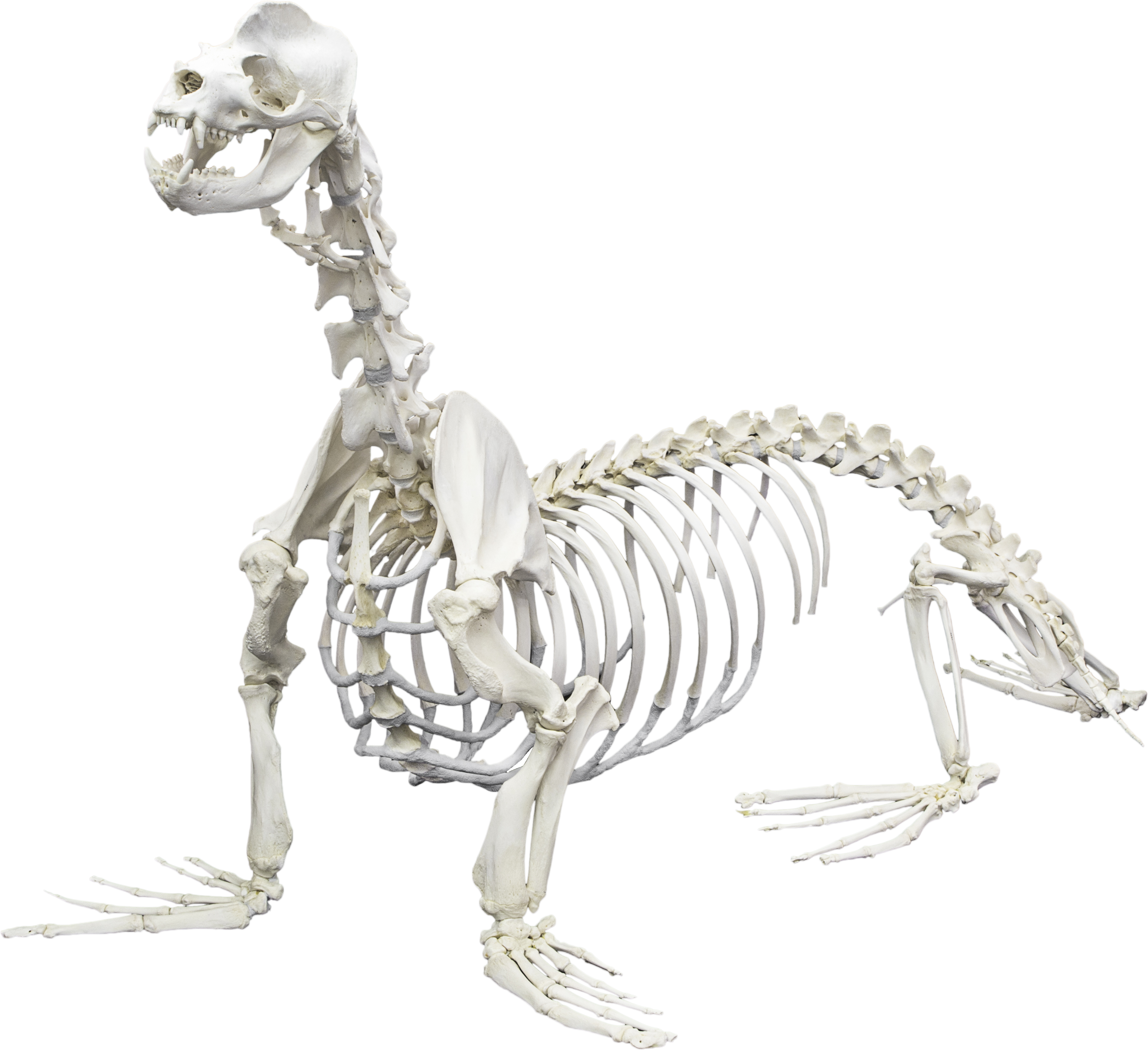 Скелеты разных животных для детей