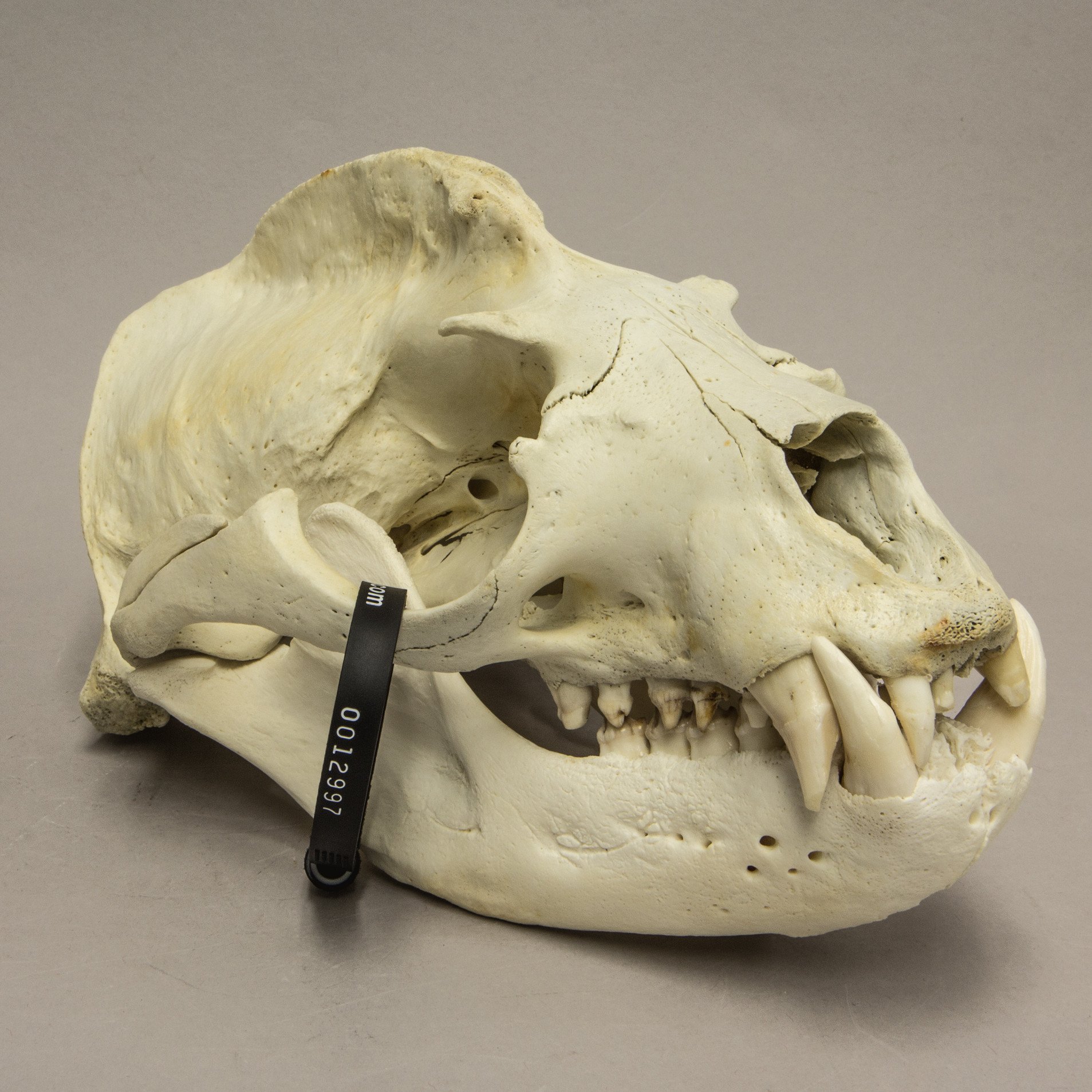 Real California Sea Lion Skull (12997) – Skulls Unlimited ...