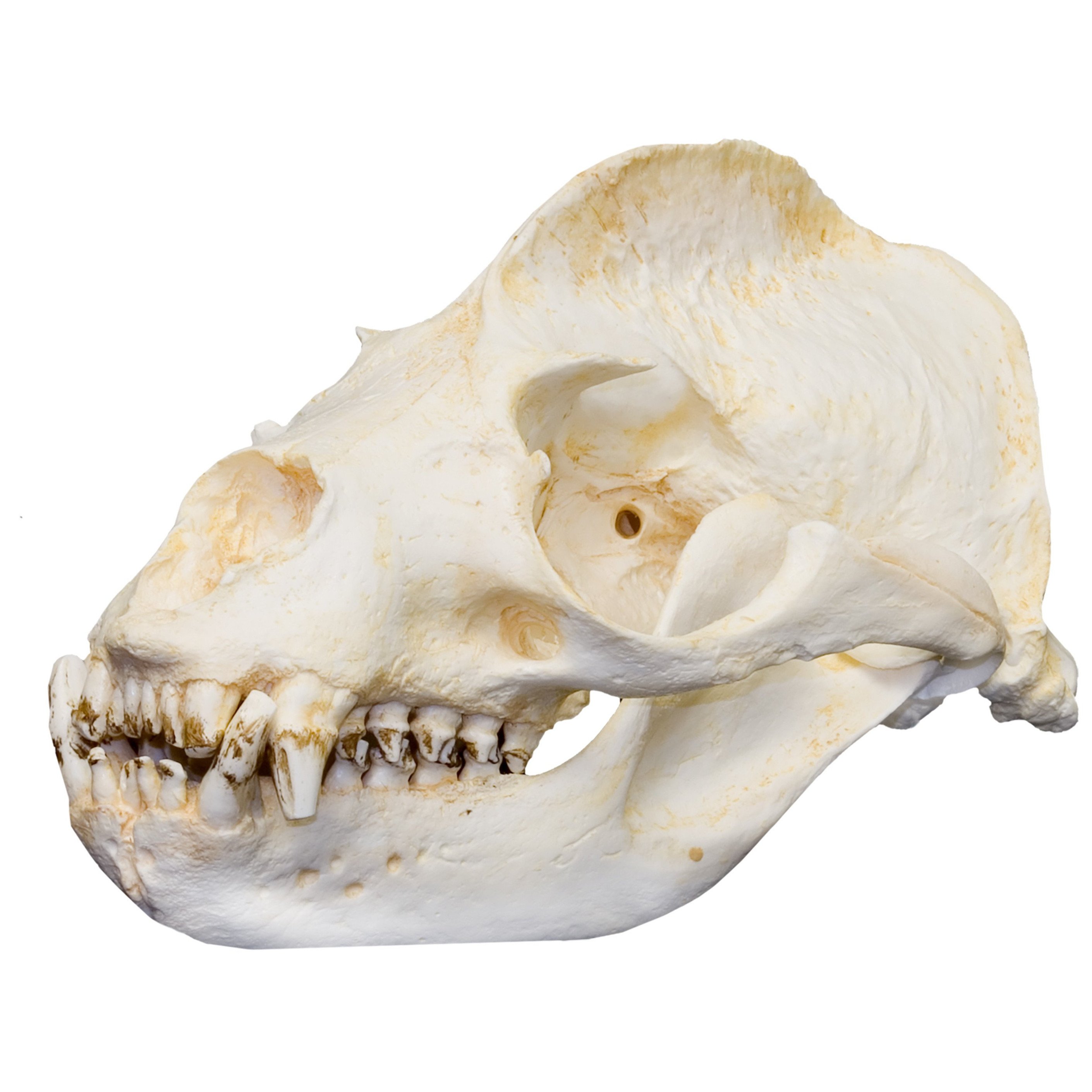 Replica California Sea Lion Skull (Male) For Sale – Skulls Unlimited ...