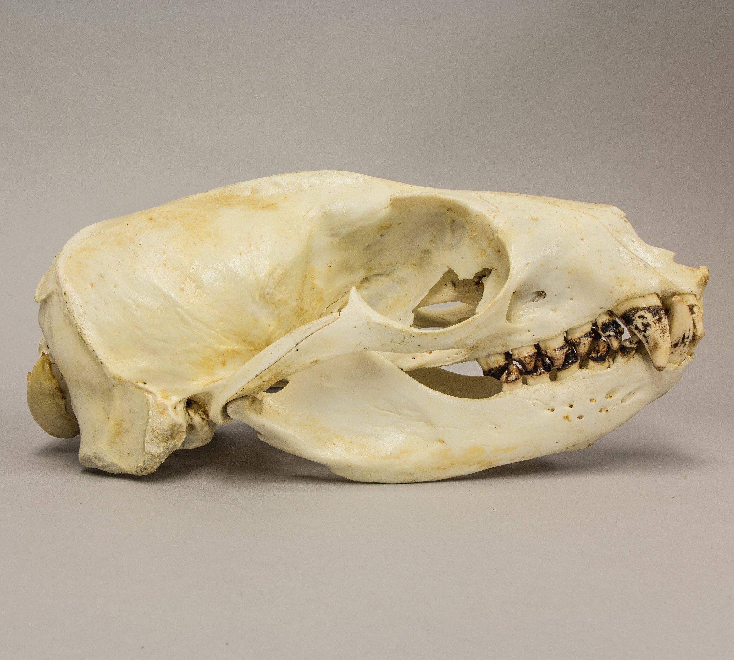Real California Sea Lion Skull (11860) For Sale – Skulls Unlimited ...