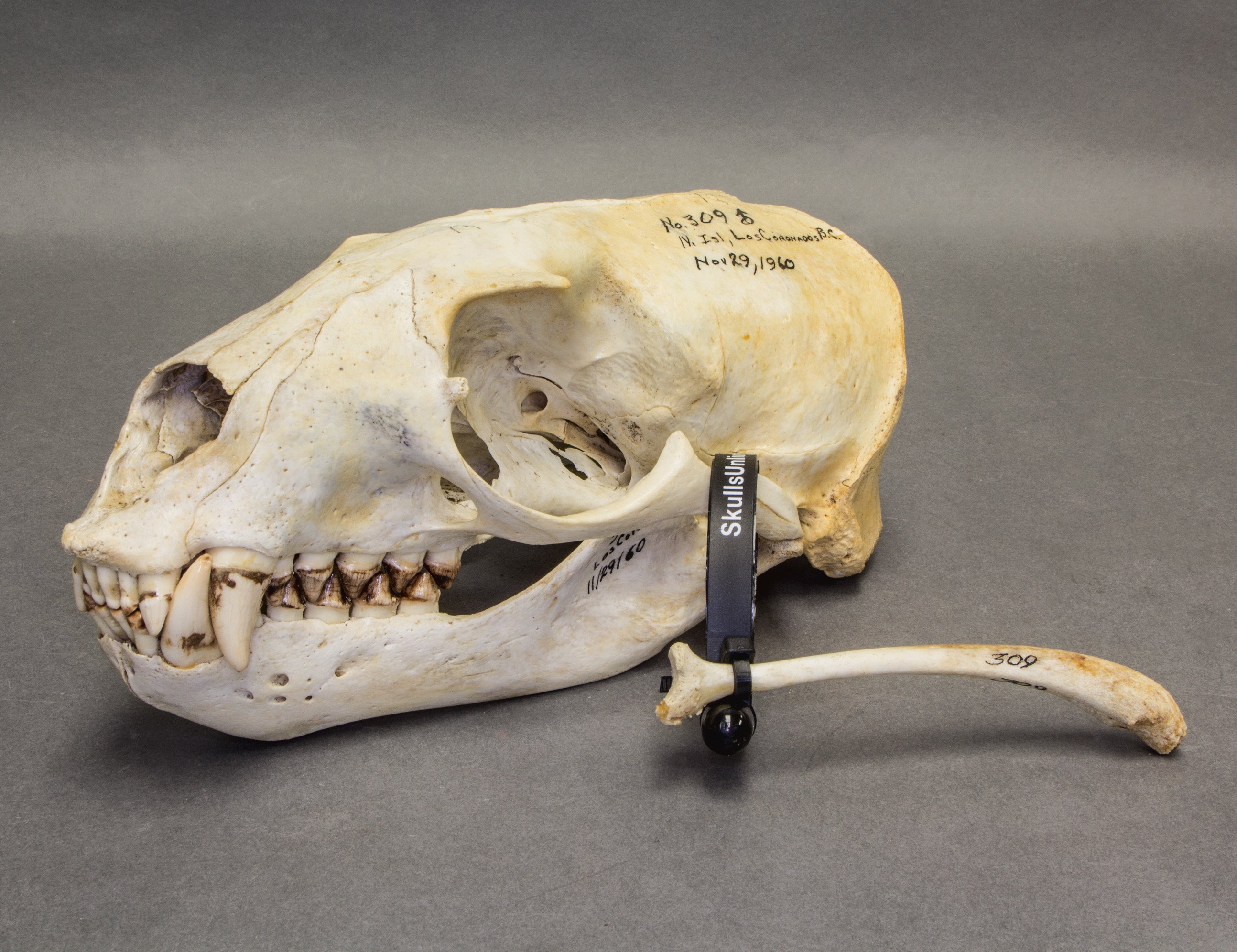 California Sea Lion Skull - The California sea lion is found along ...
