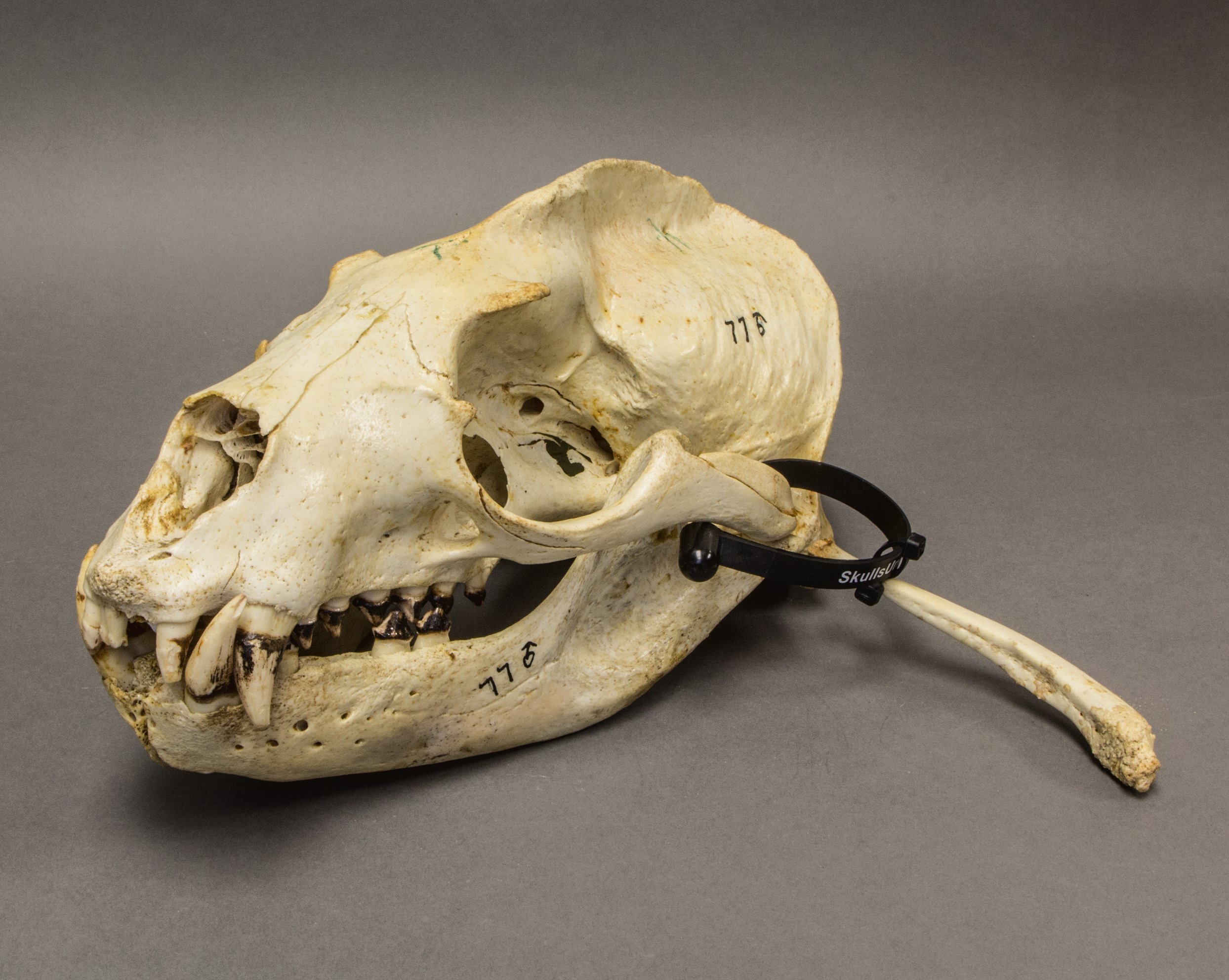 California Sea Lion Skull For Sale – Skulls Unlimited International ...