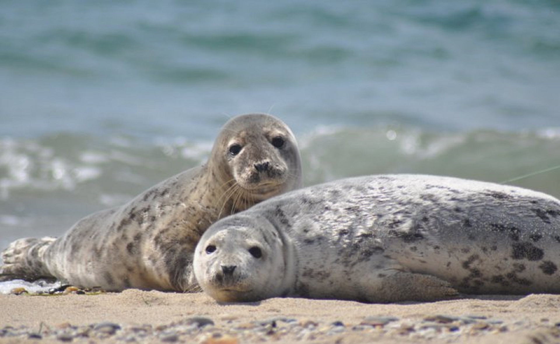 Seals on the shore photo