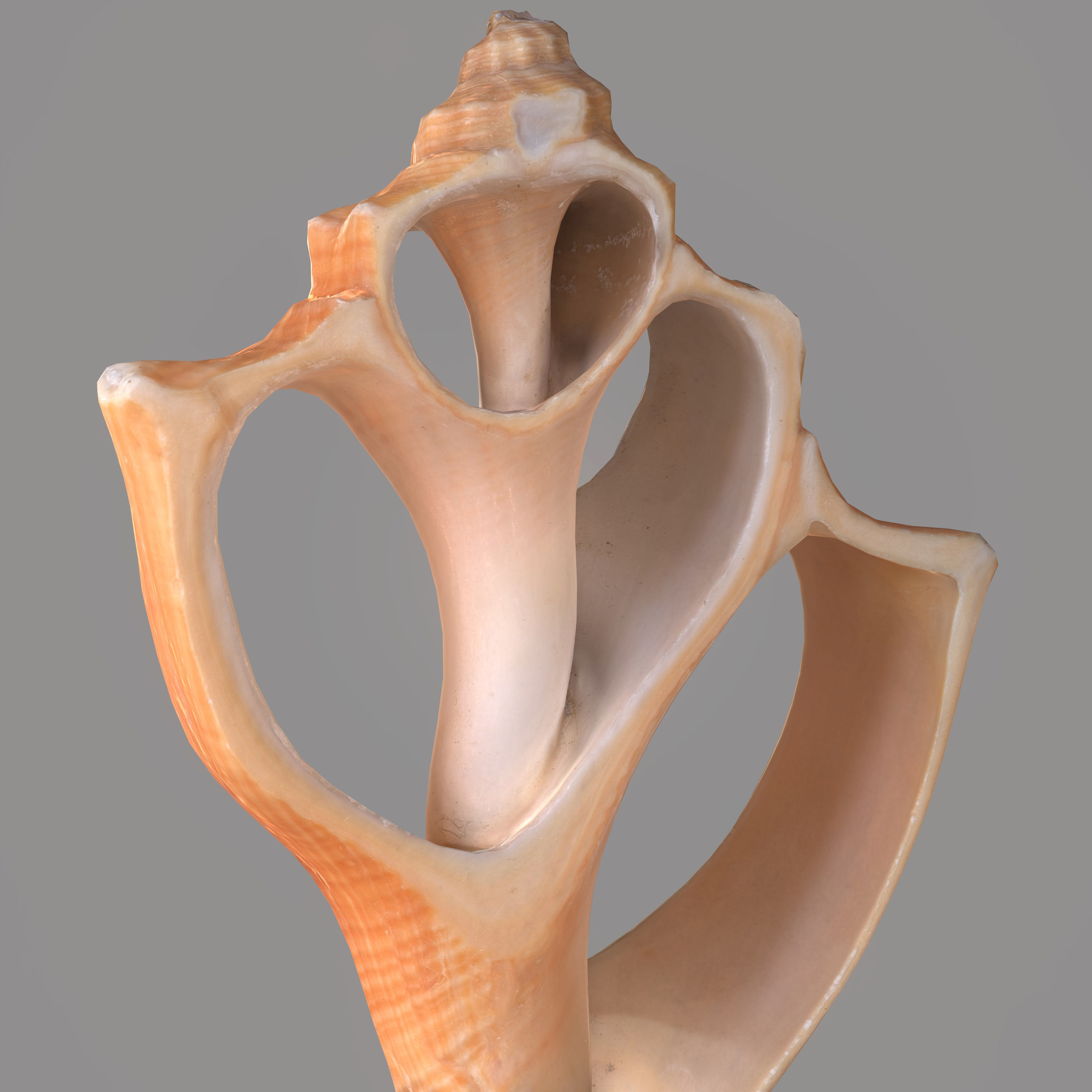 3D model Cut Seashell | CGTrader