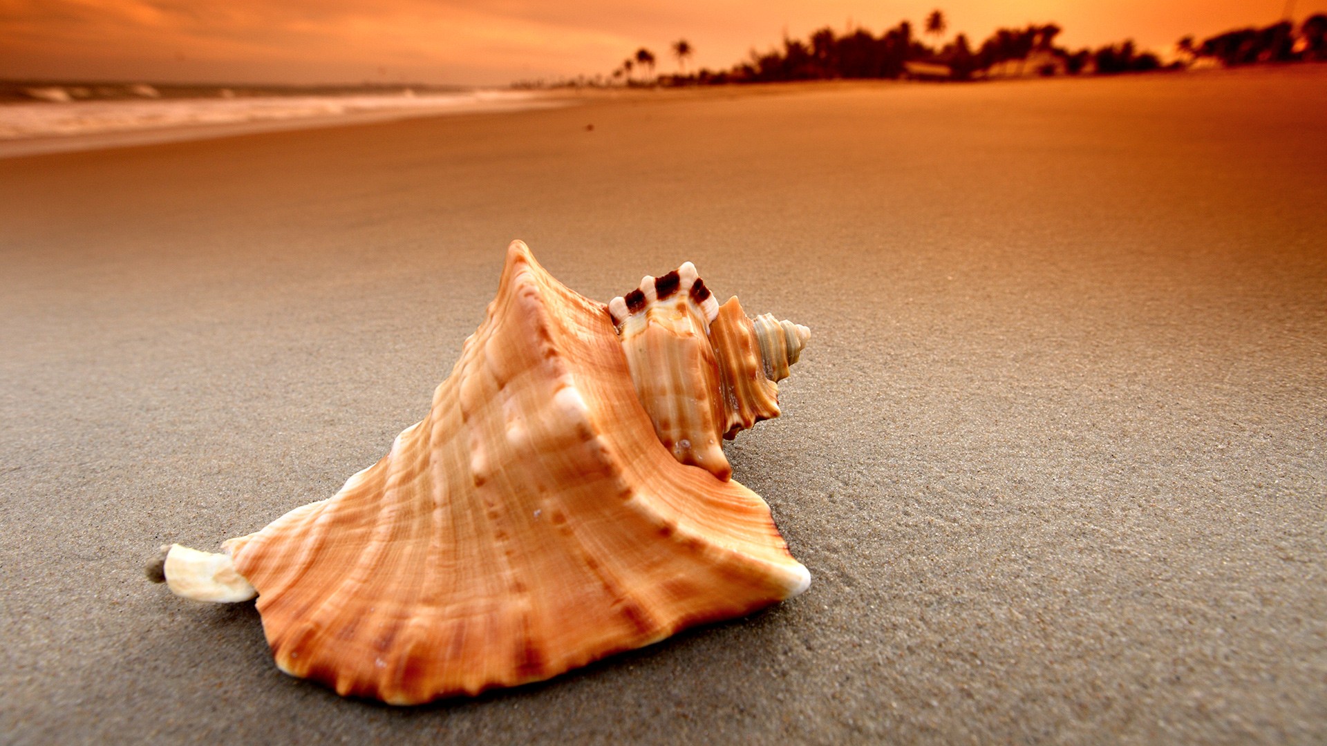 Beaches: Seashell Buster Ocean View Beach Landscape HD Wallpapers ...