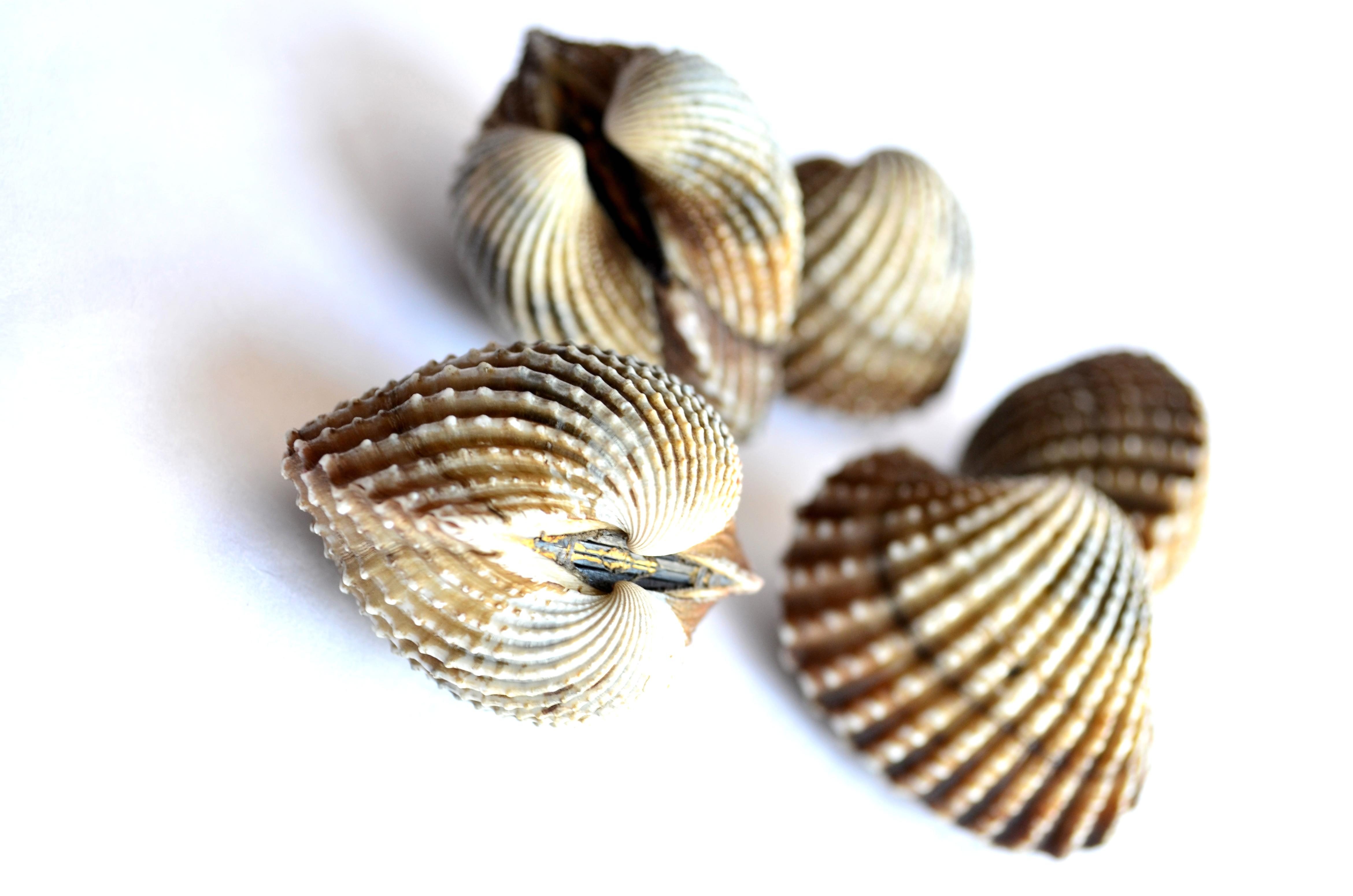 Free picture: seashell, mollusk, close, brown
