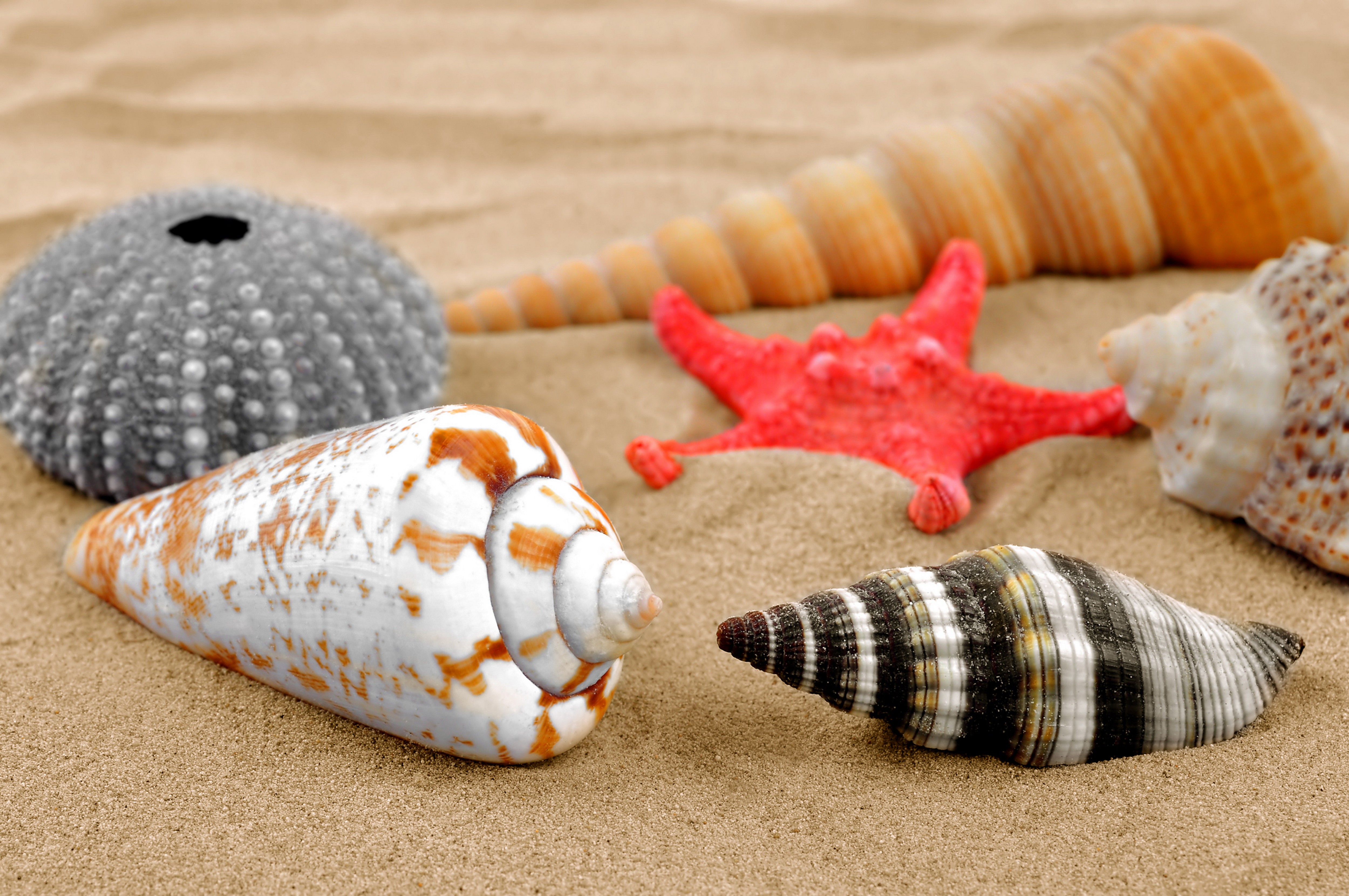 Beaches: Seashells Beach Starfish Seashell Sand HDR for HD 16:9 High ...