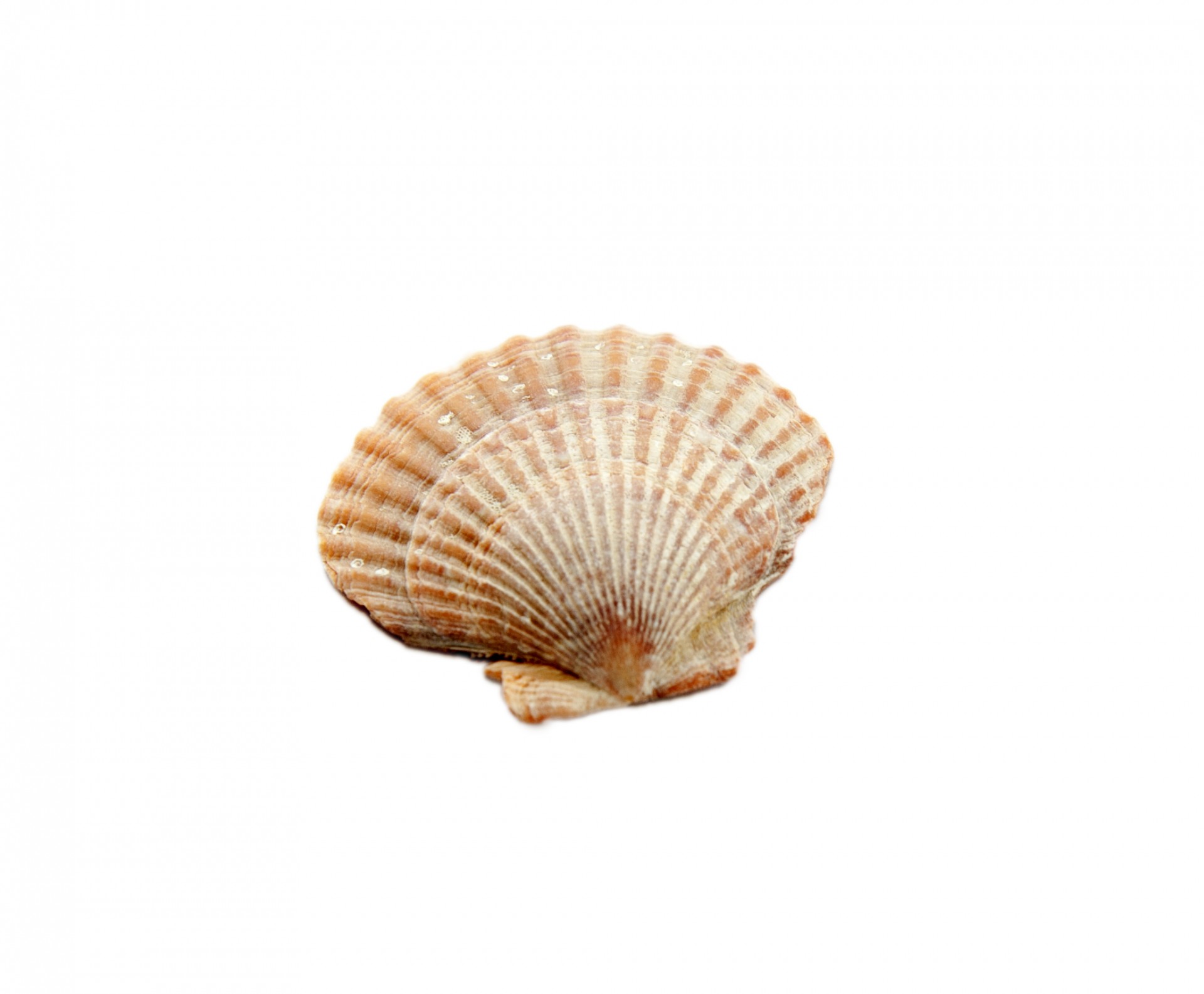 Seashell Isolated On White Free Stock Photo - Public Domain Pictures