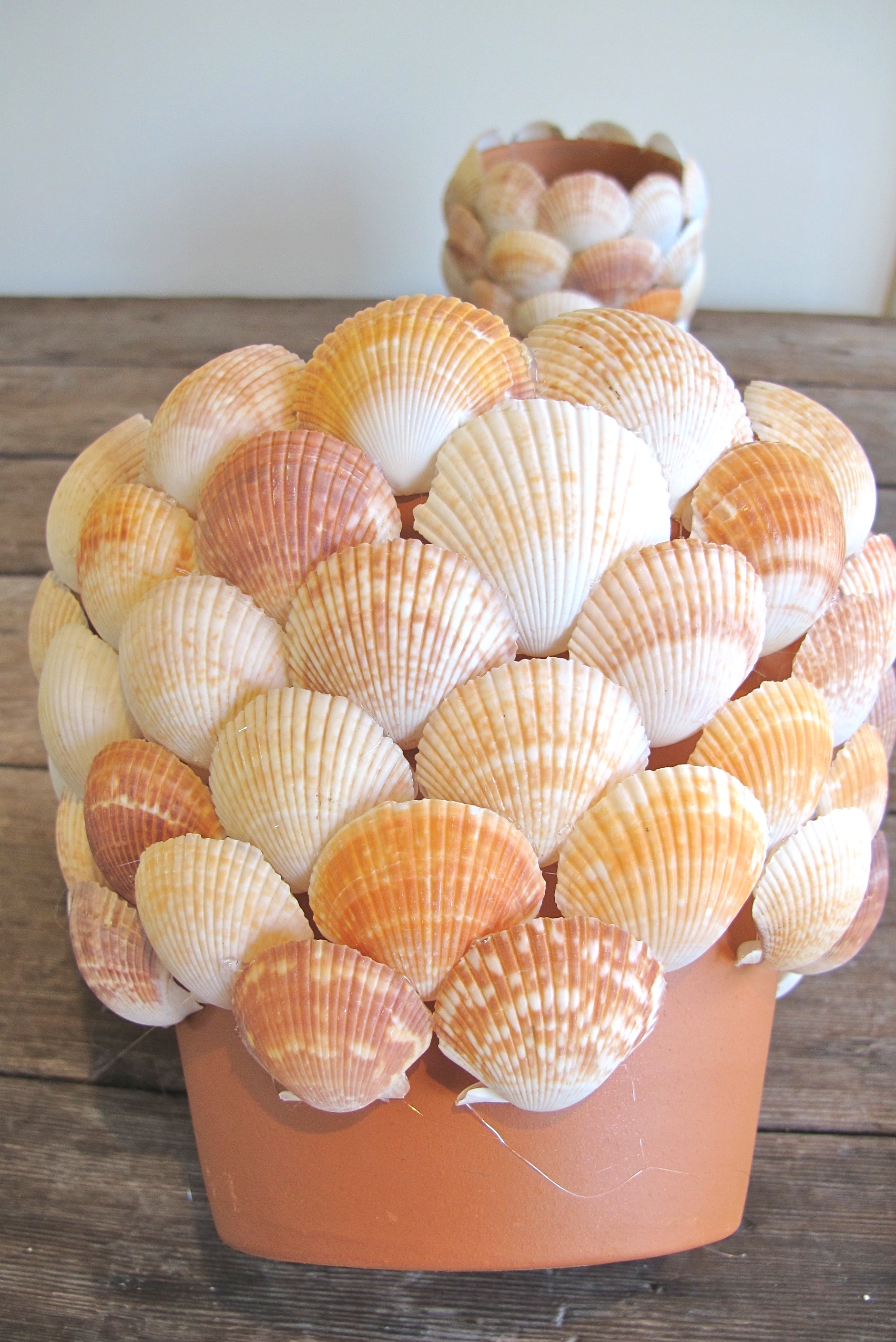 DIY Seashell Planter | Billabong US