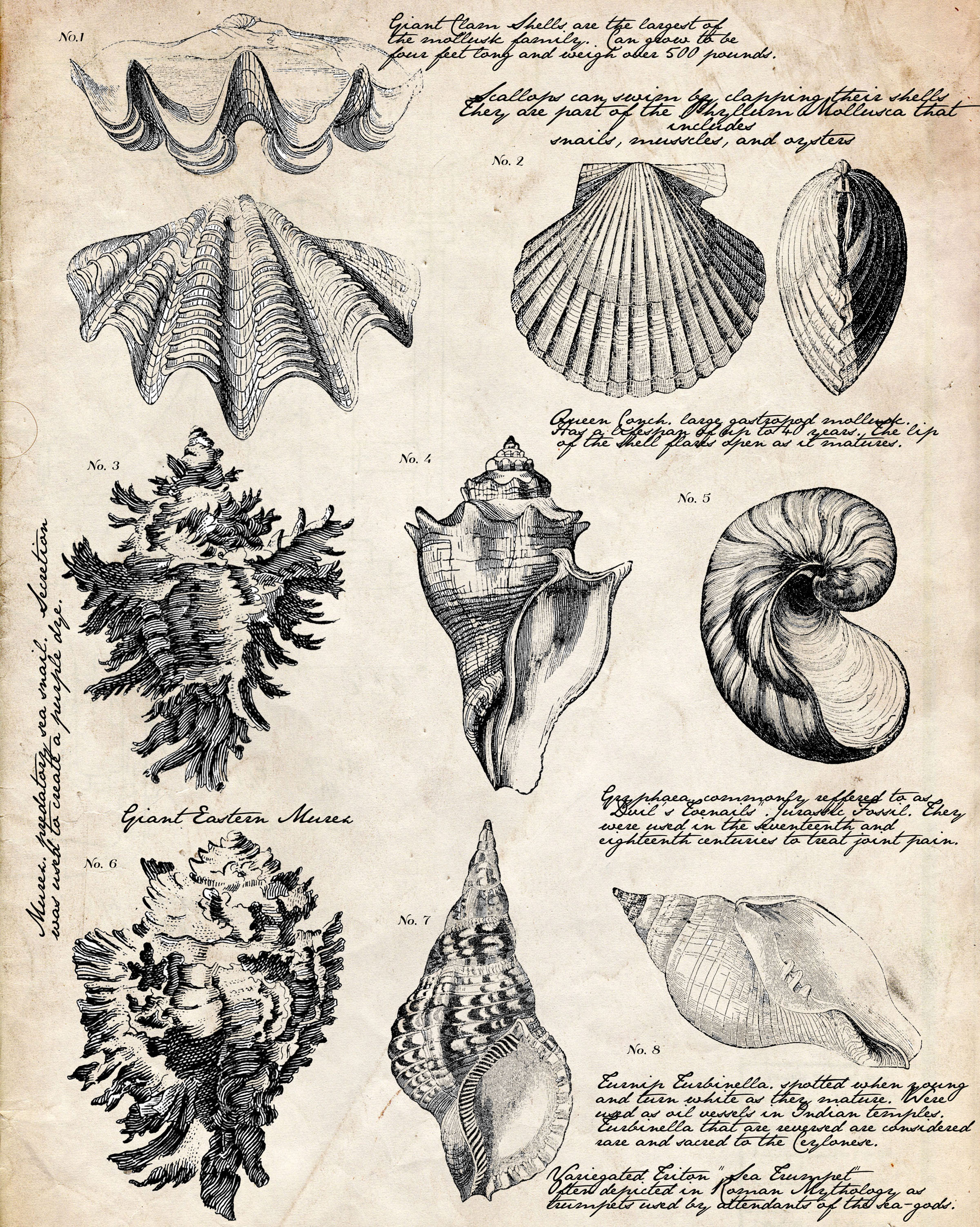 Alert Famous Printable Pictures Of Seashells F #20332 - Unknown ...