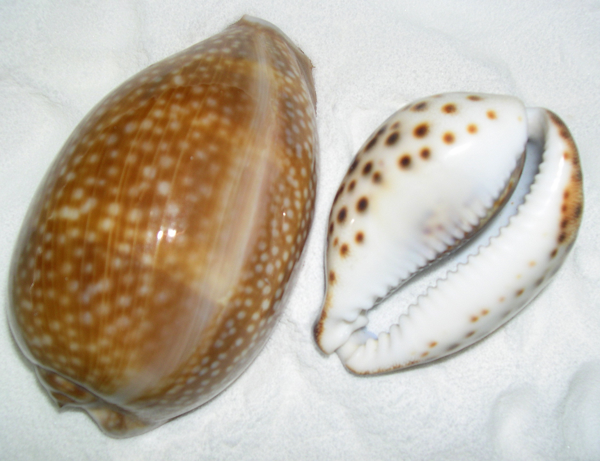 The Cowry Seashell – Seashells by Millhill