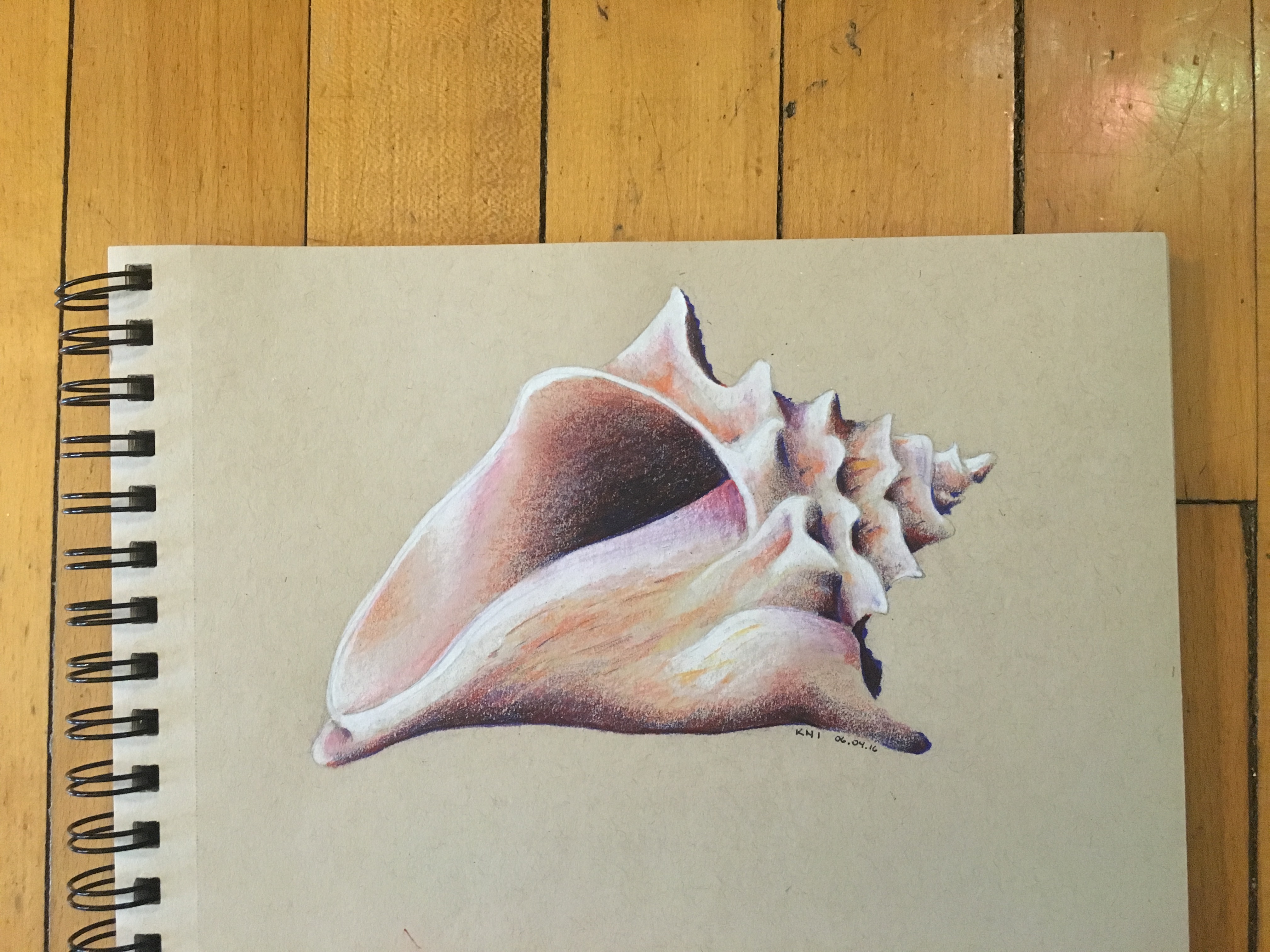 Seashell Pencil Drawing at GetDrawings.com | Free for personal use ...