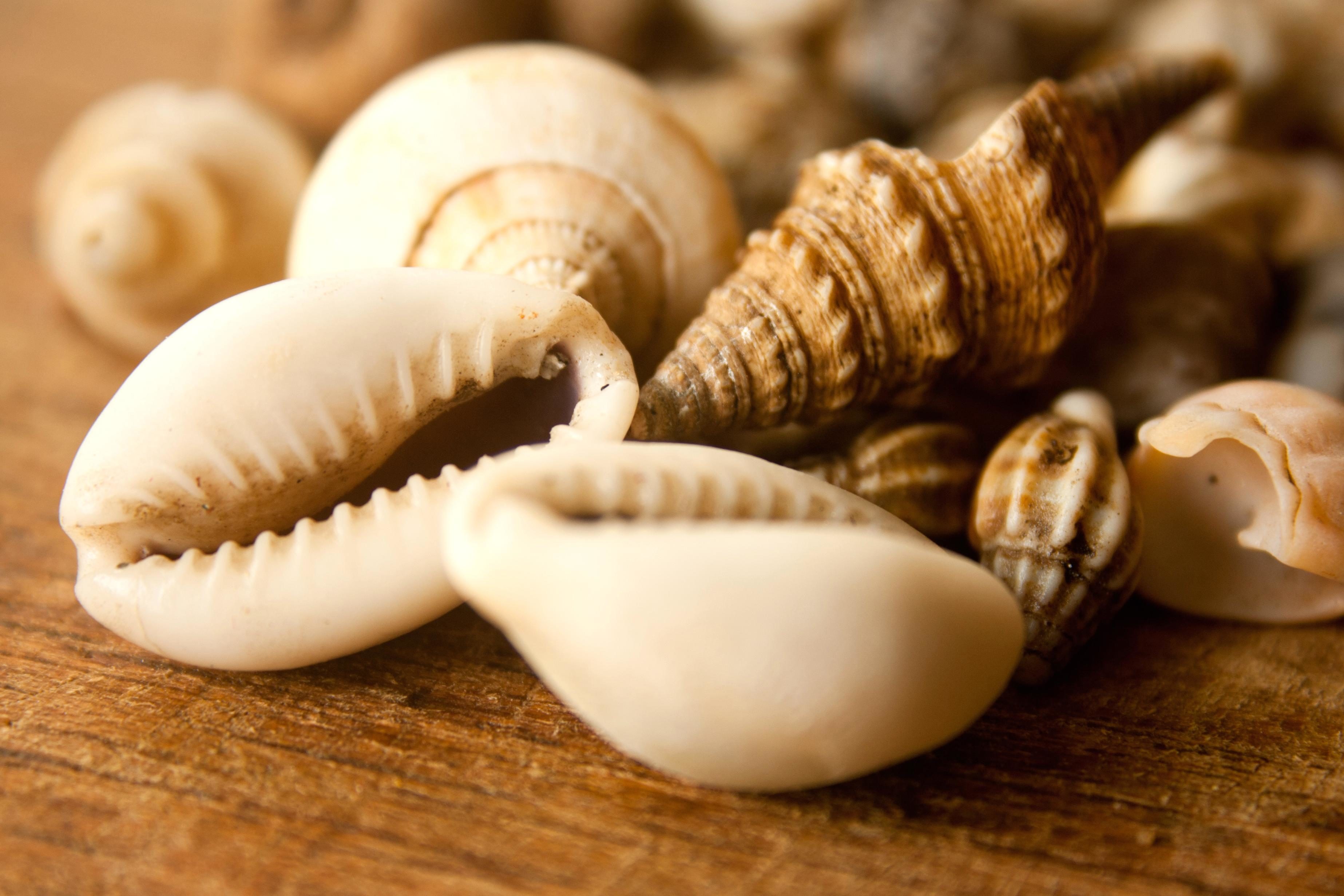 Free picture: seashell, mollusk, brown