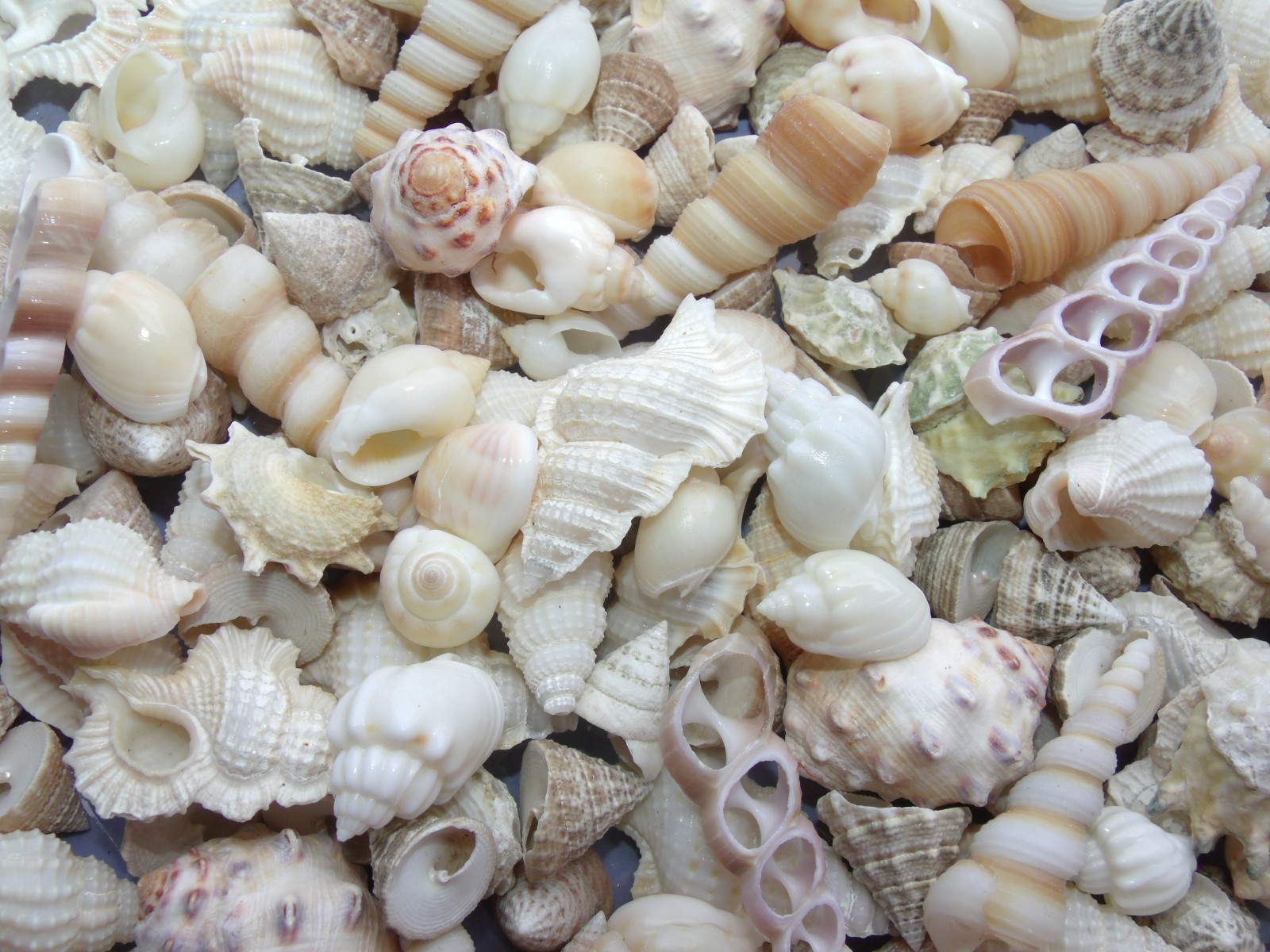 Ivory Seashell Mix - $7.99 : Shabby Crabby, Seashells for Crafts and ...