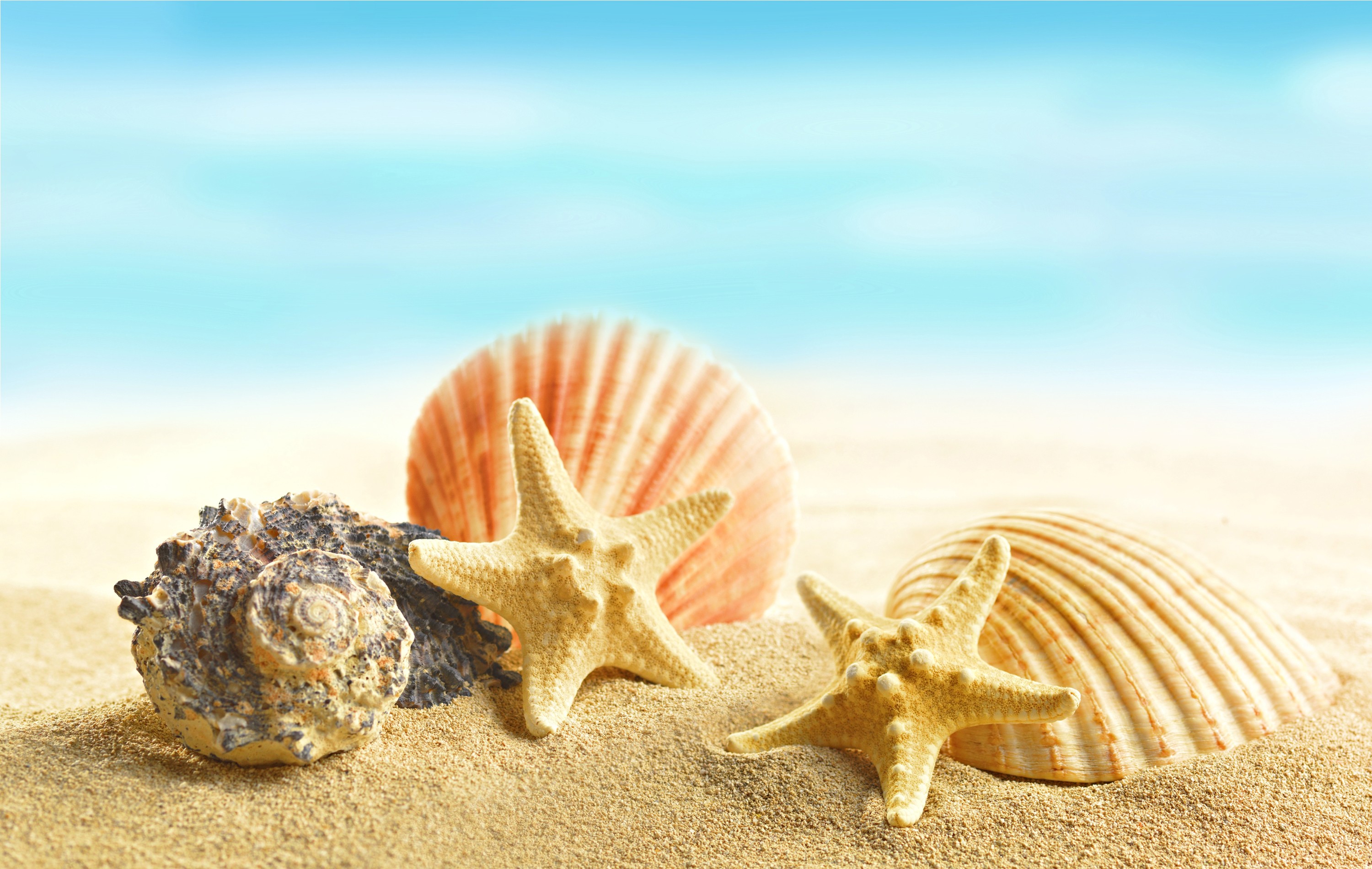 Beaches: Beach Starfish Sand Seashells Seashell HD Desktop Wallpaper ...