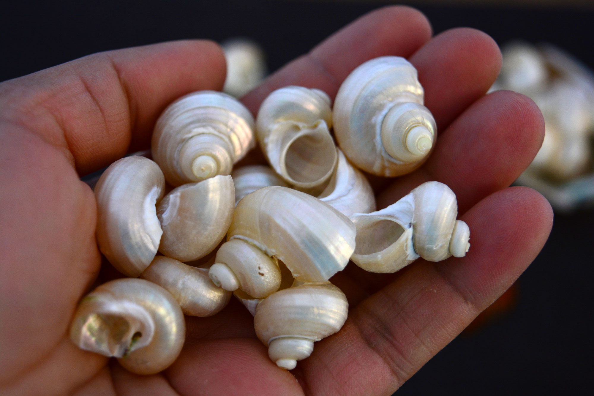 Small Turbo Pearl Seashell, 5 pieces / Pearl Spiral Shells