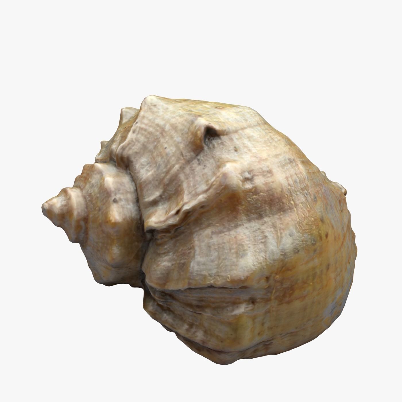 Seashell 3D model | CGTrader