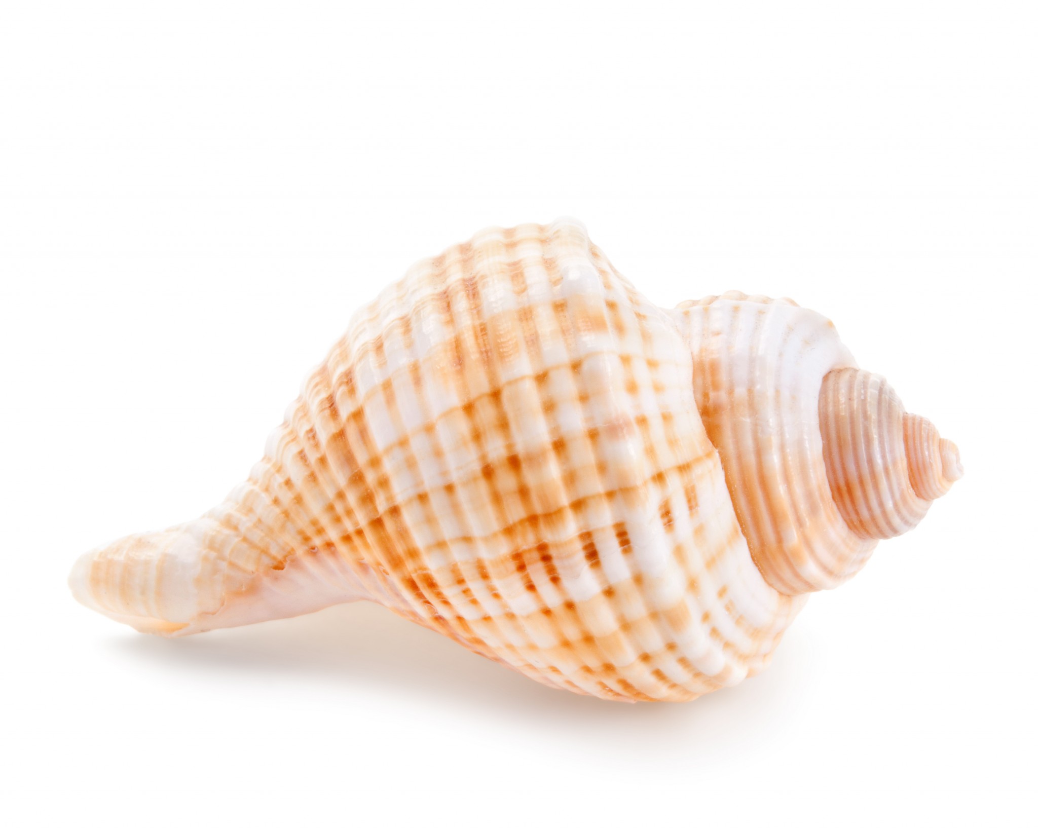 CSIRO scientists develop seashell-inspired capsule | AJP