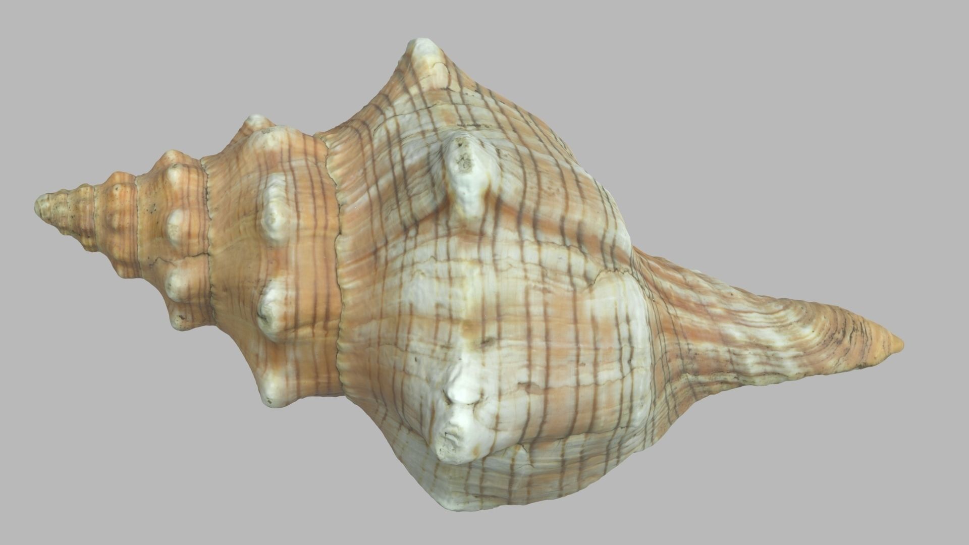 3D Single seashell photoscan 01 | CGTrader