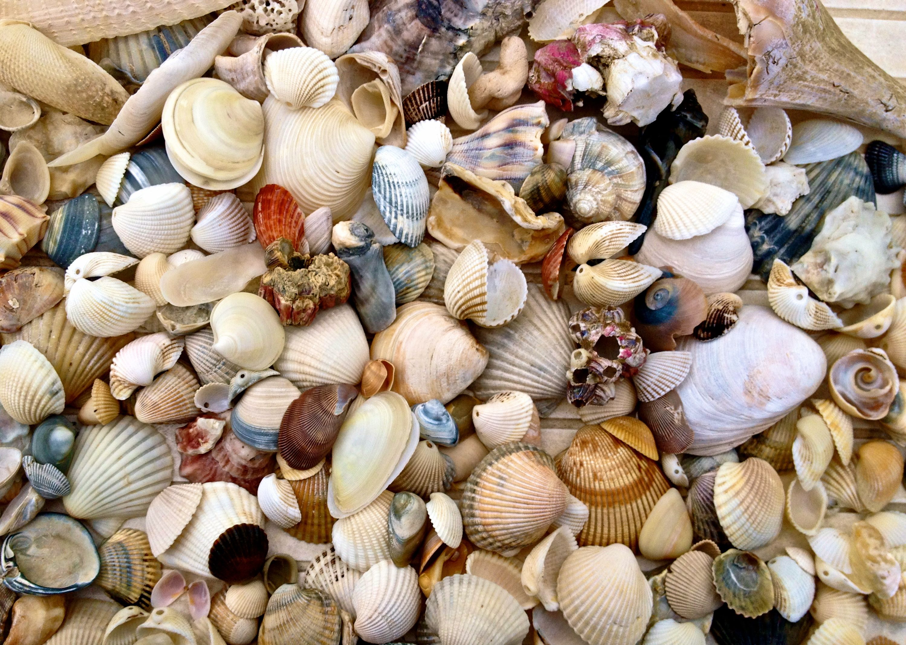 Make a Simple Seashell Mobile | Big Scout Project