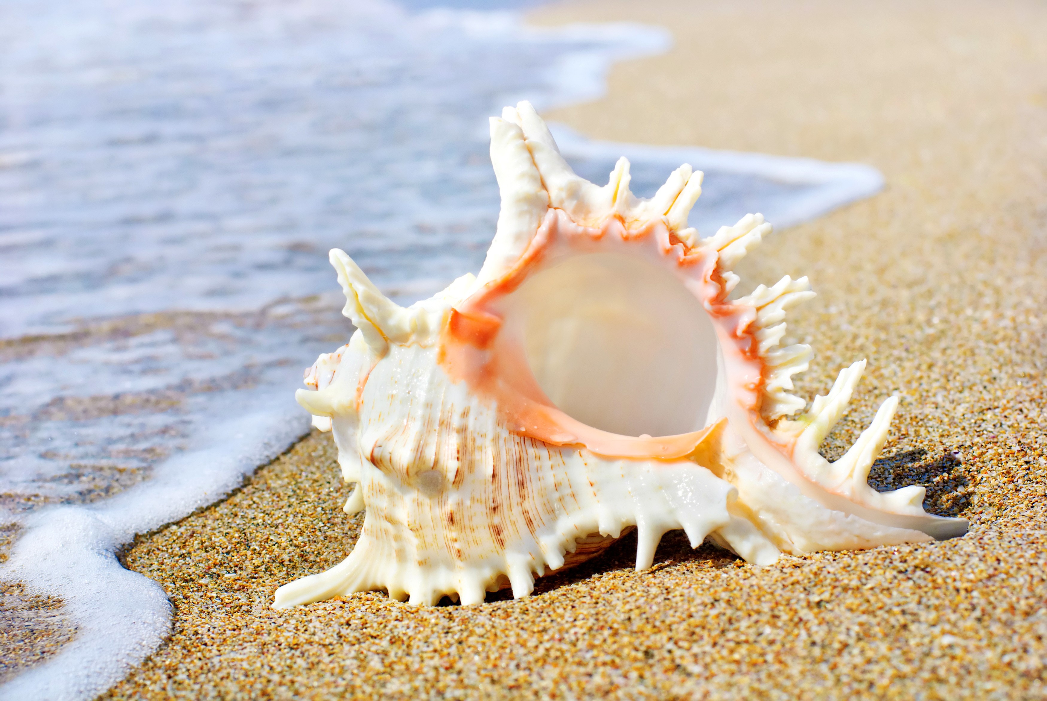 Beaches: Seashell Shell Summer Sea Shells Sand Beach Live Wallpaper ...