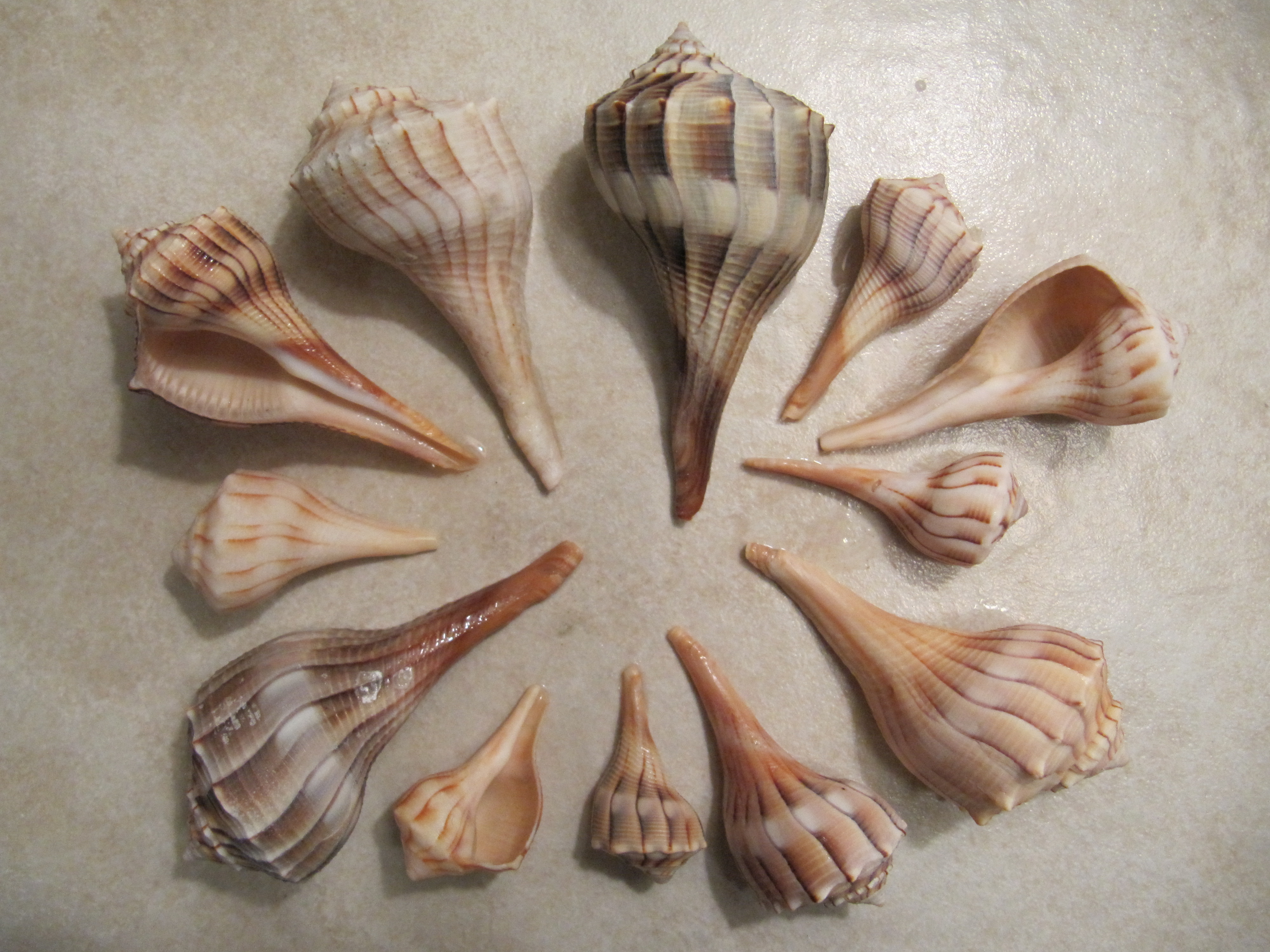 Lightning Whelk seashell « Beach Treasures and Treasure Beaches