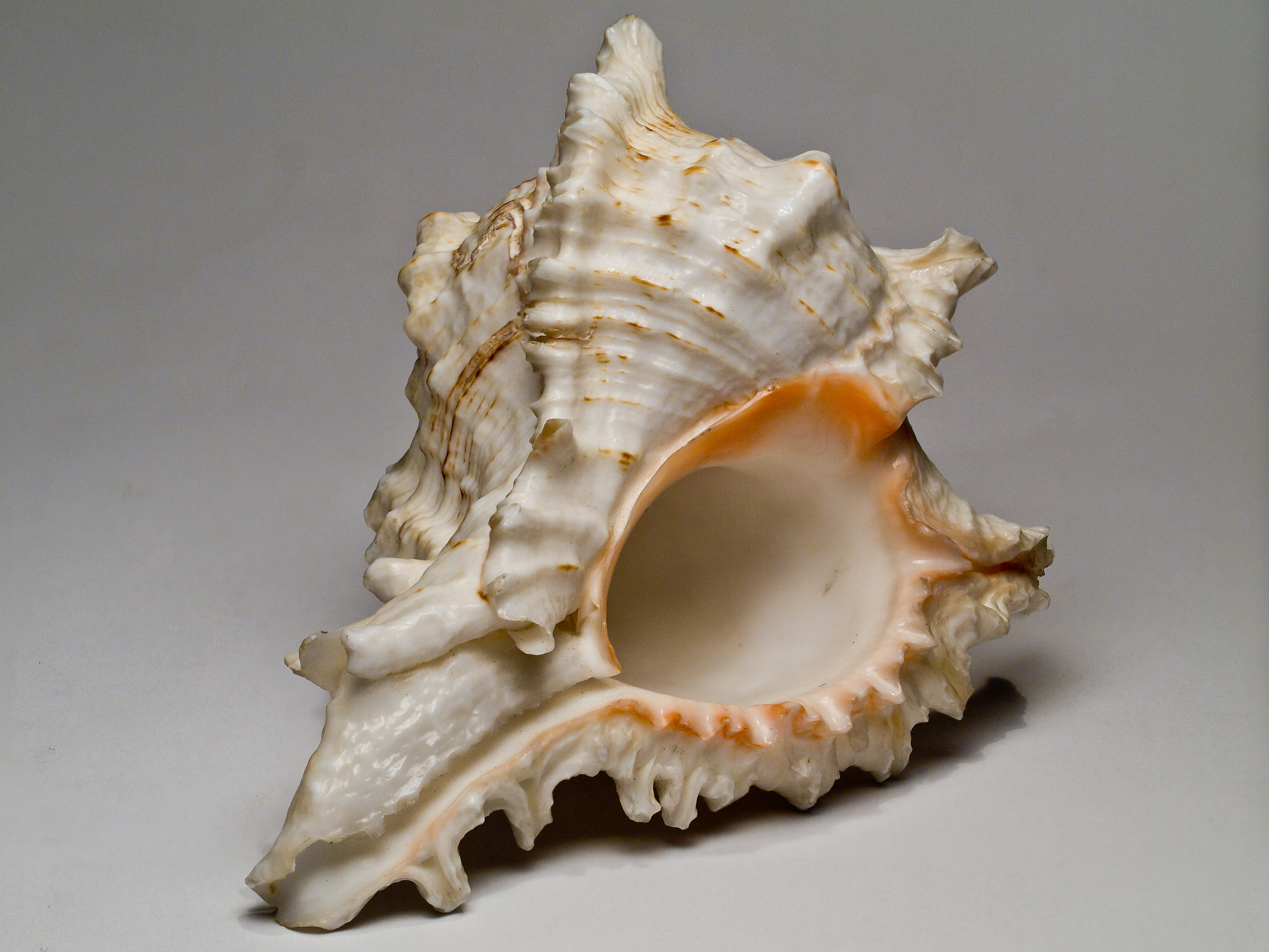 File:Seashell 5.jpg - Wikimedia Commons