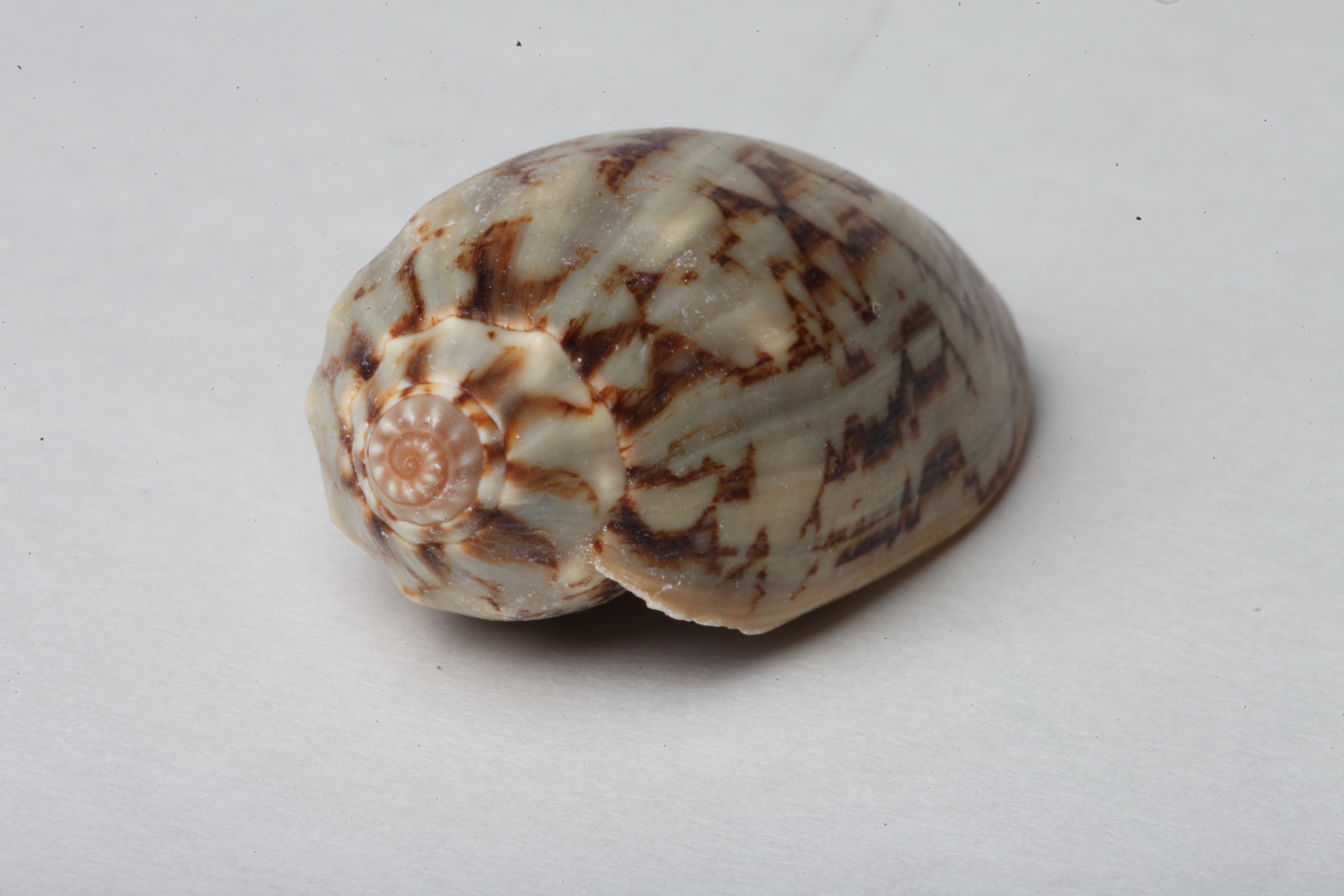 Seashell isolated on white background photo