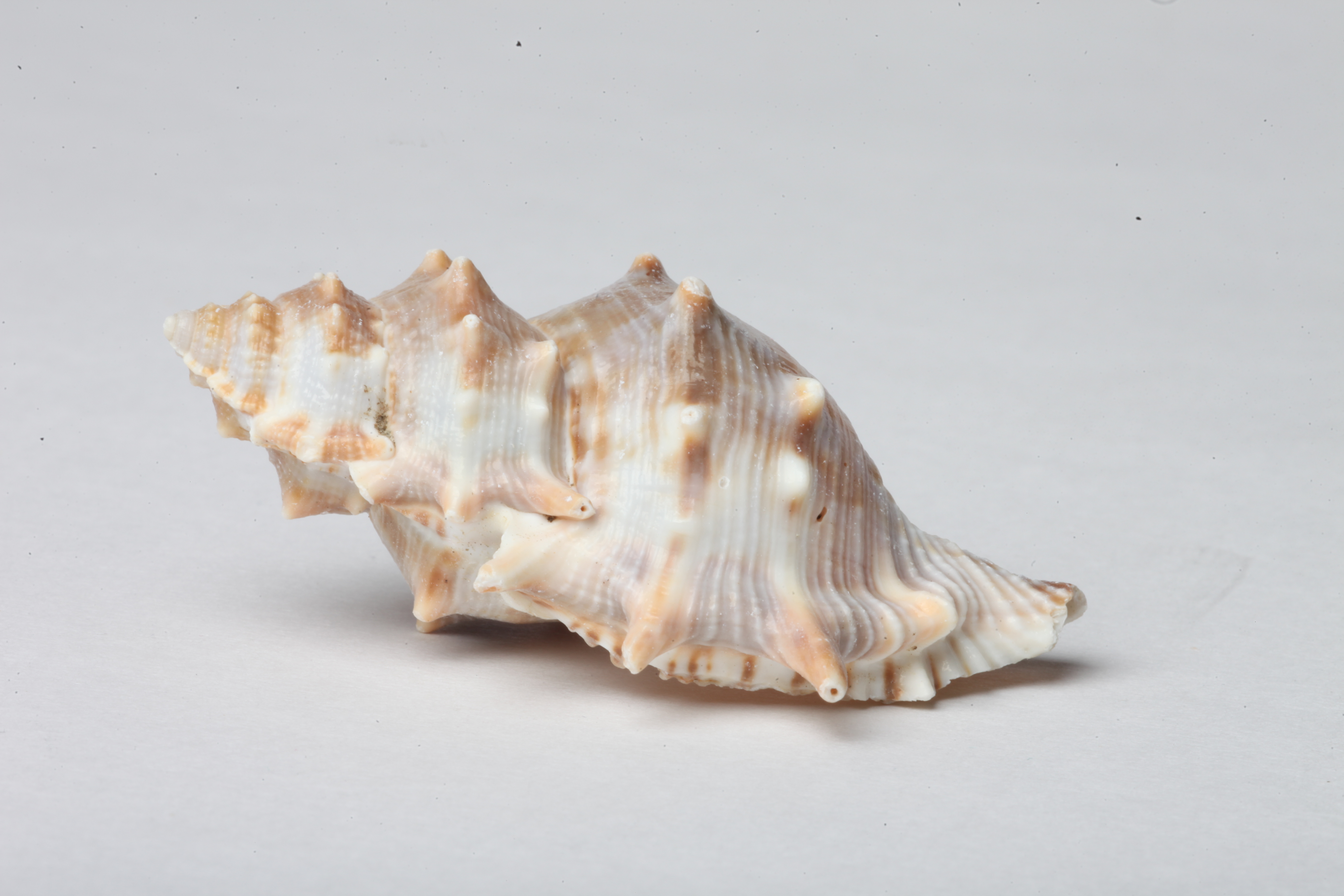 Seashell isolated on white background photo