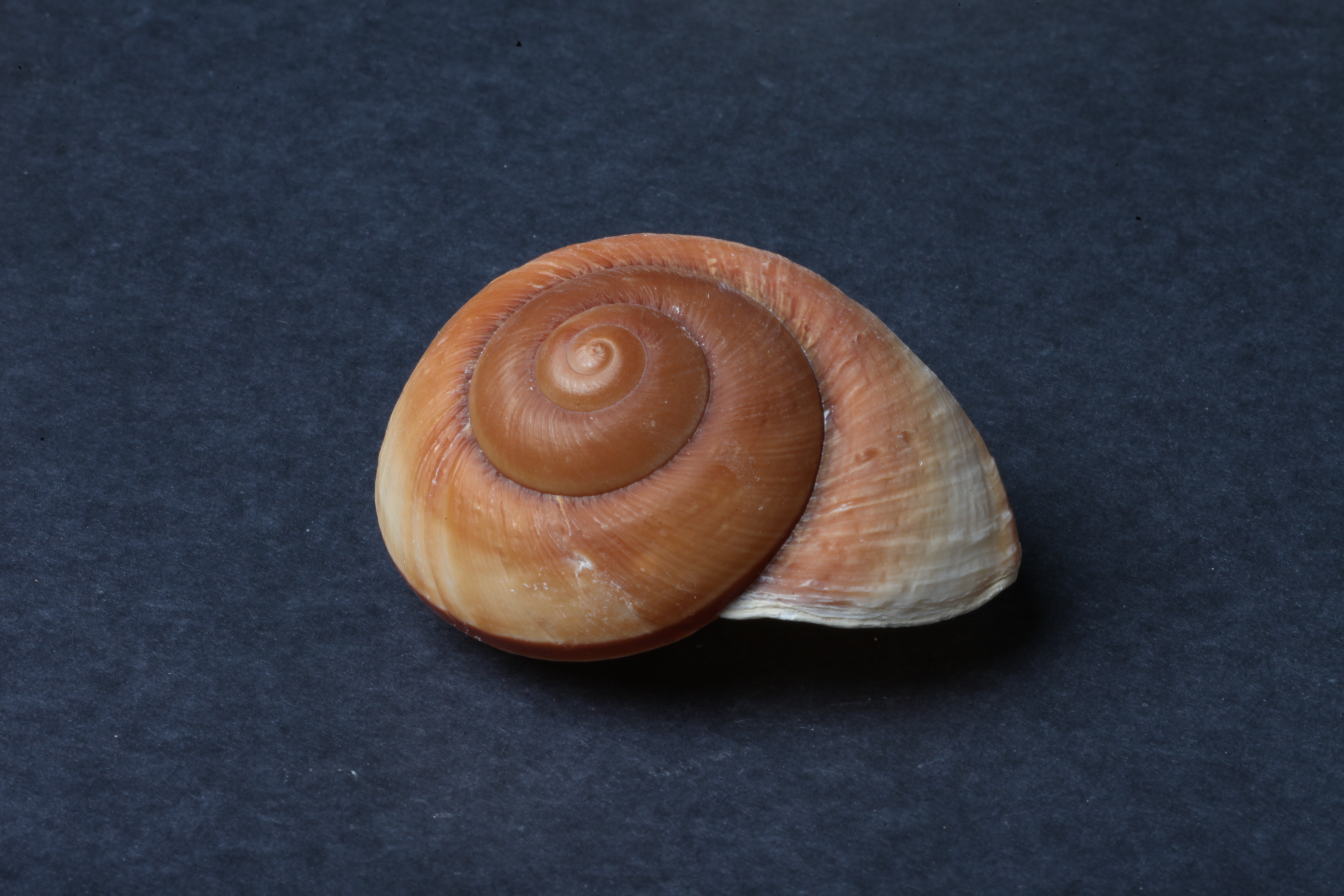 Seashell on dark background photo