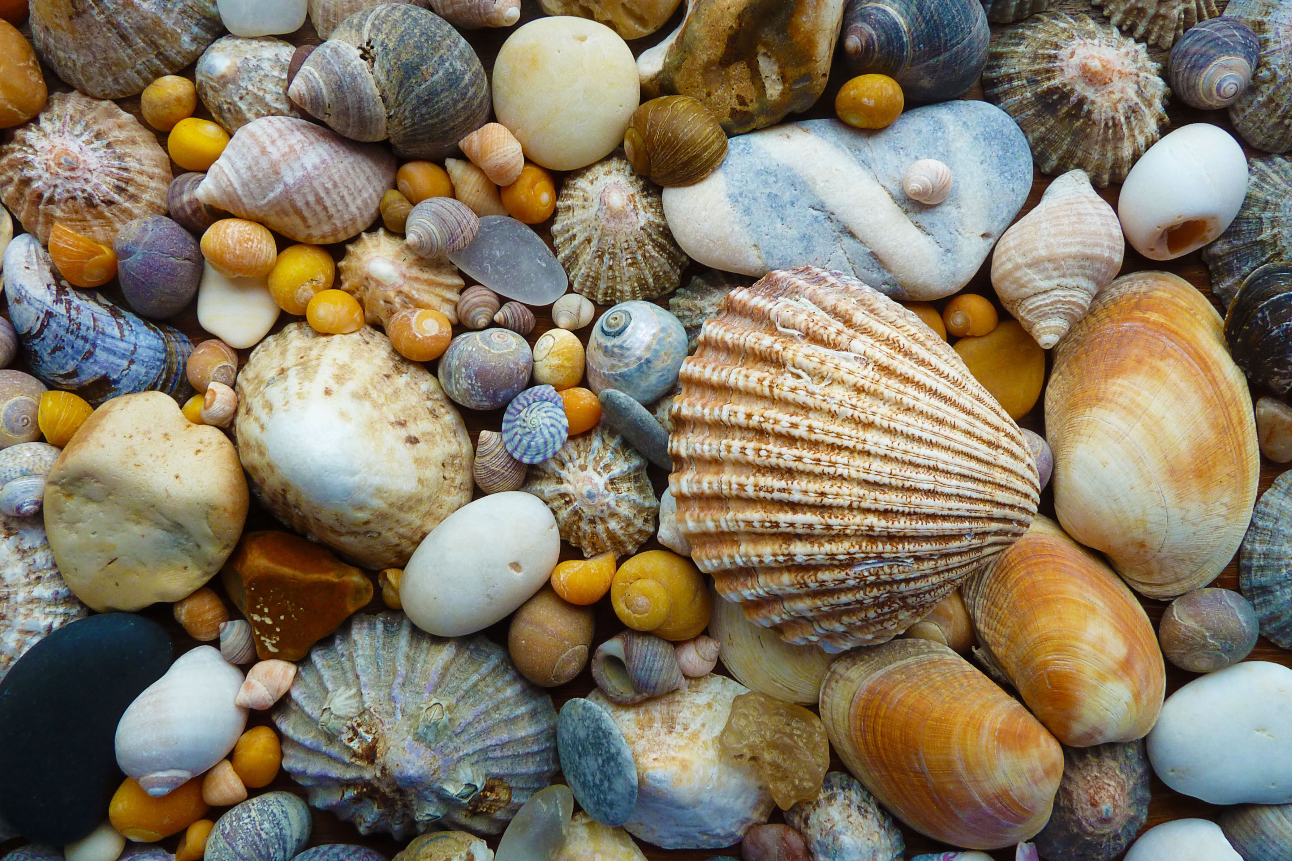Sea Shells Texture | Shell