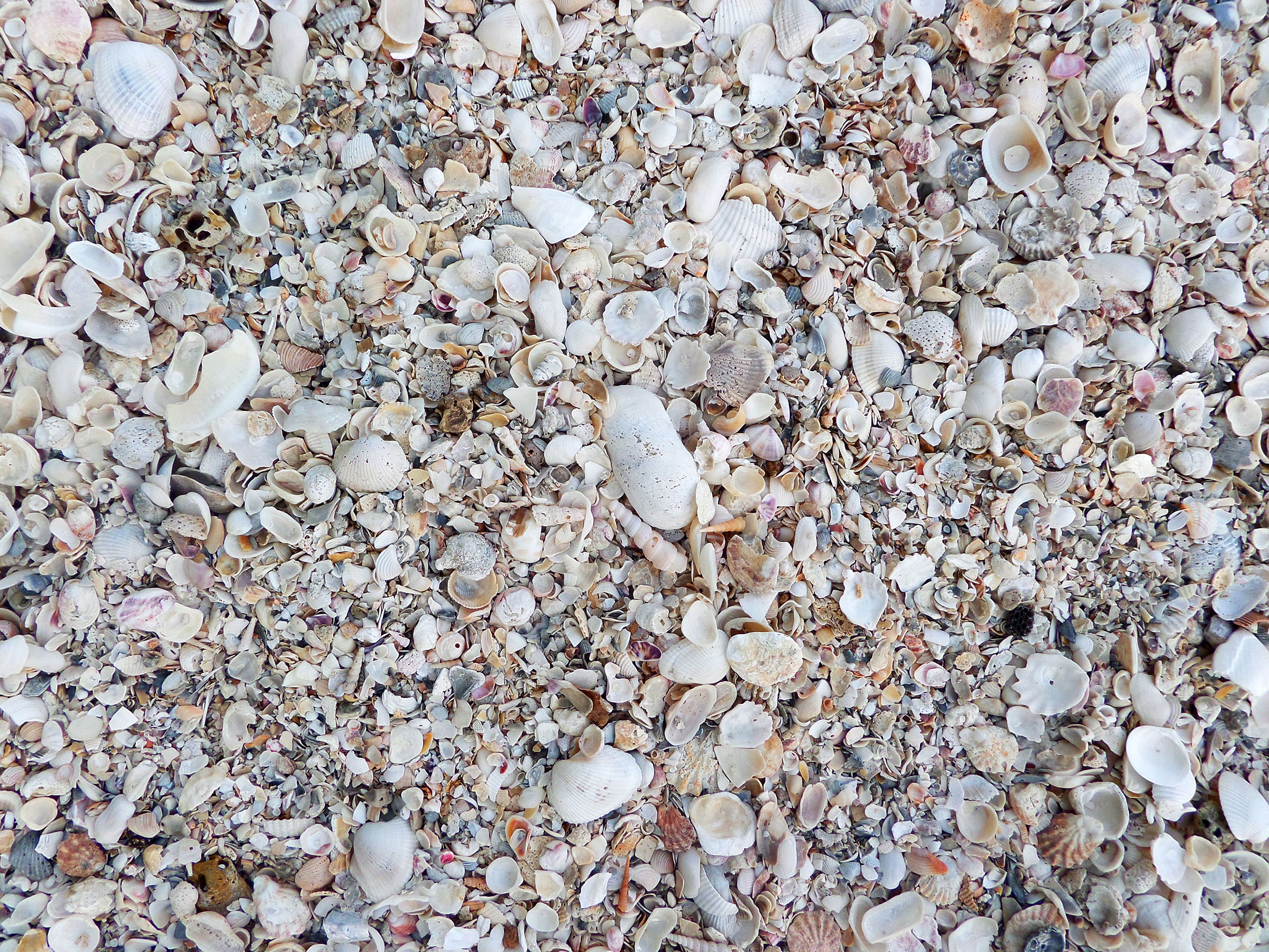 Seashell texture, Beach, Broken, Sea, Seaside, HQ Photo