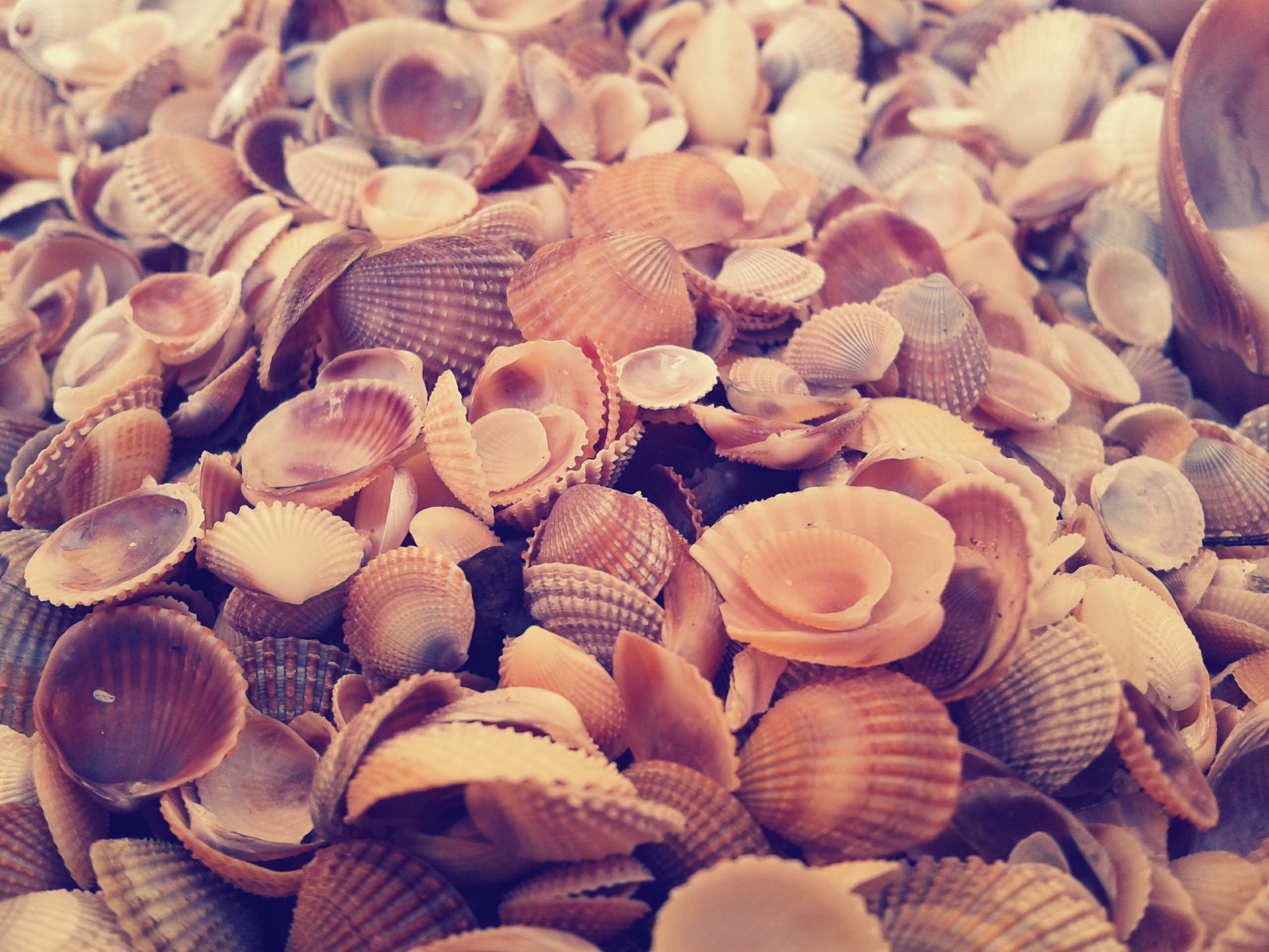 File:Sea-shells.jpg - Wikimedia Commons