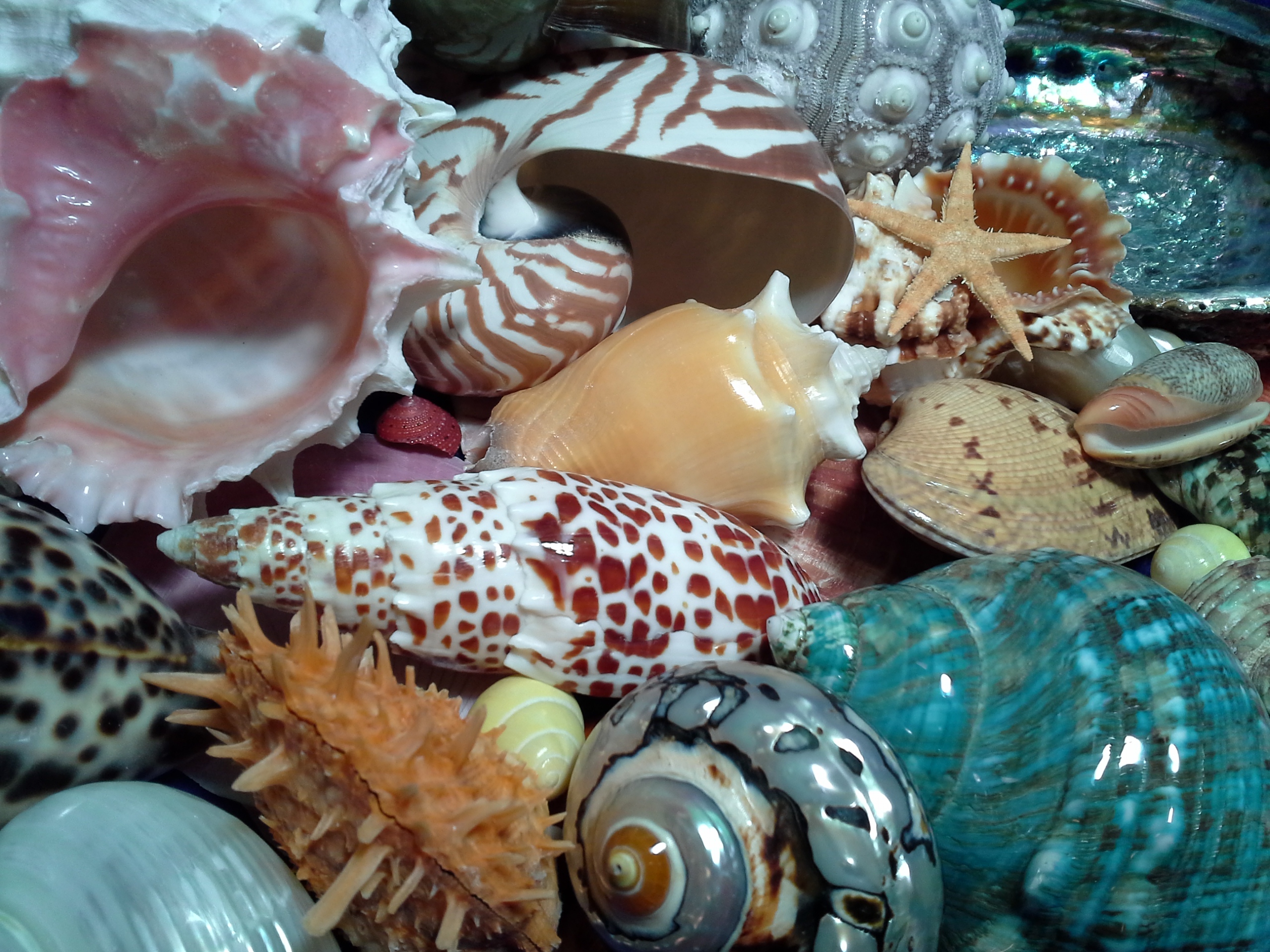 Seashells for Sale - Seashell Decor - Corals