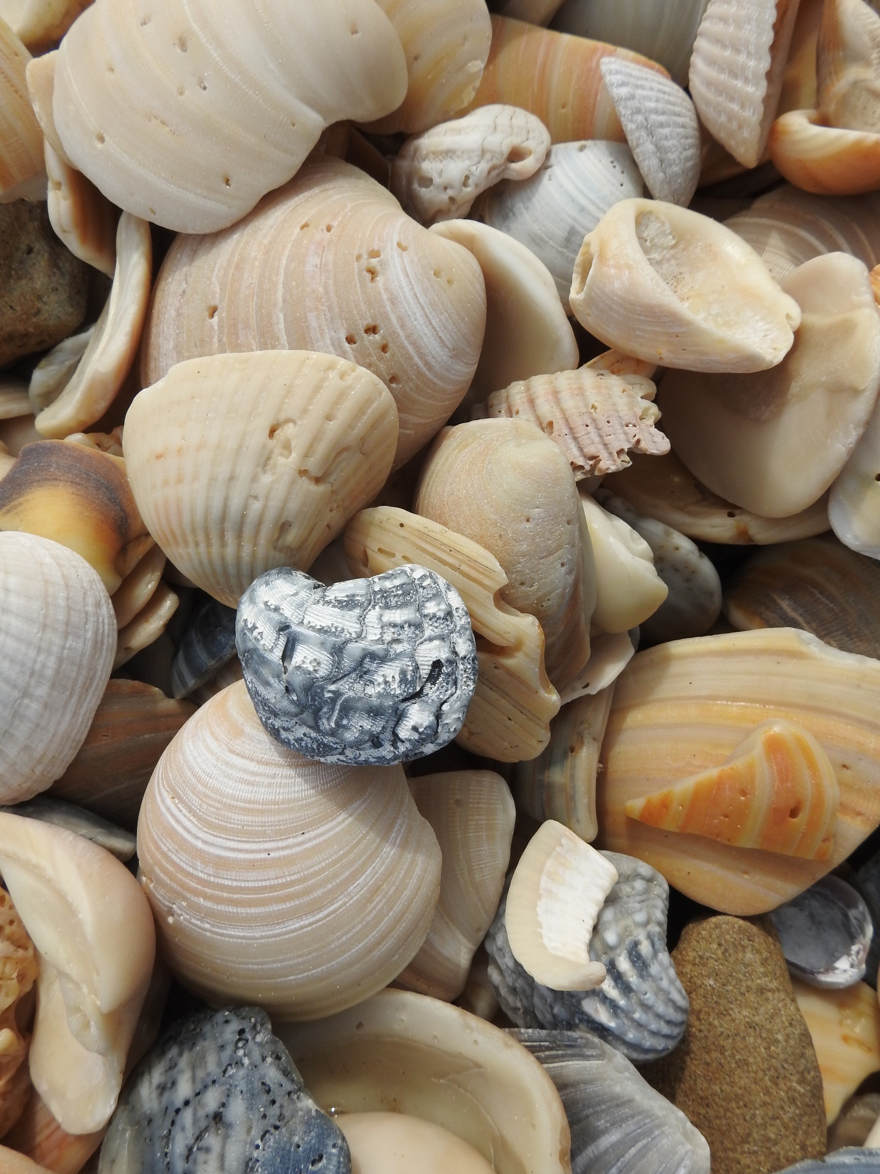 Seashells on the shore photo