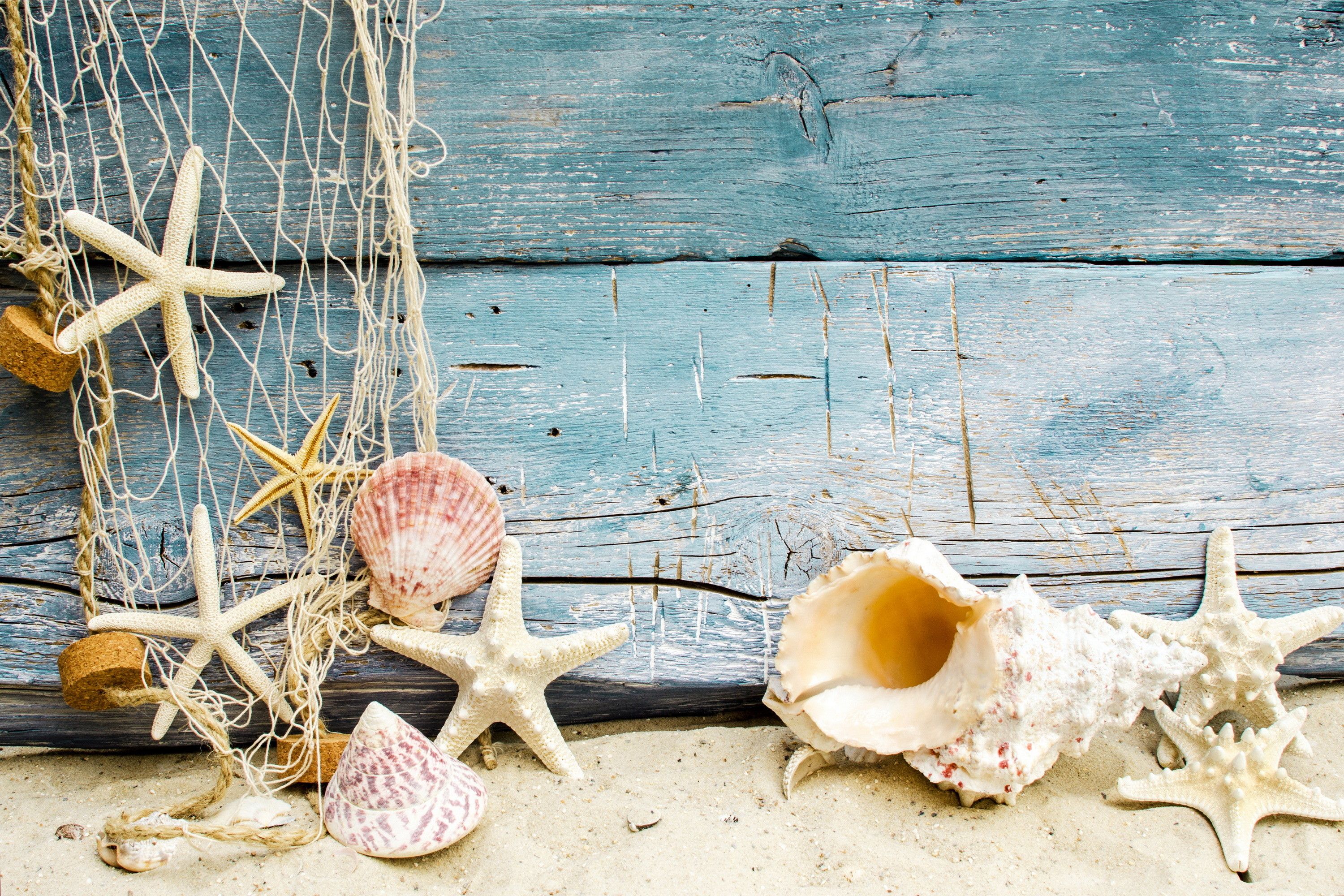 3000x2000 beach sand with shells. seashells starfishes beach sand ...