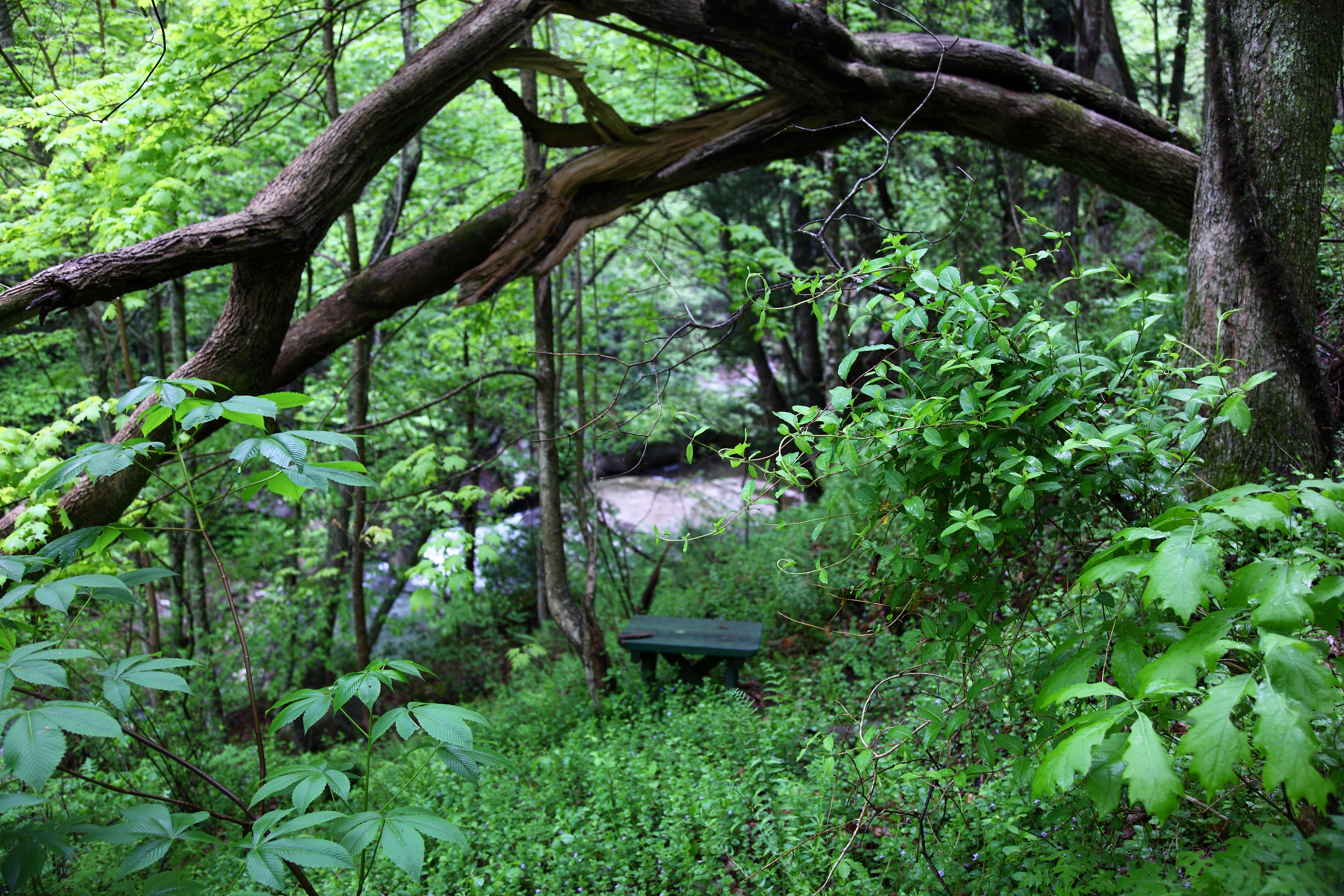 File:Seat-tree-forest-waterfall - West Virginia - ForestWander.jpg ...
