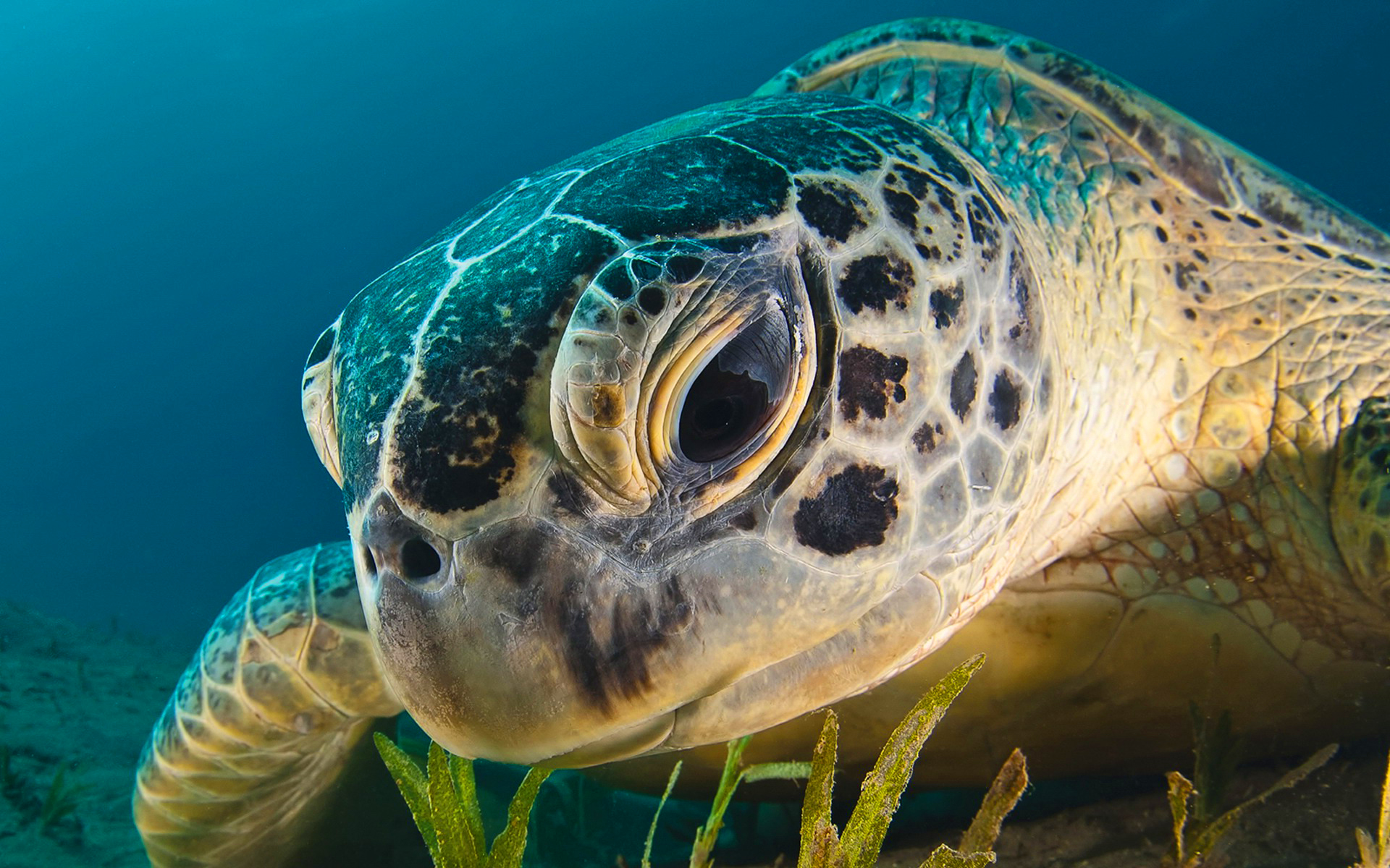 Sea Turtle | Posada