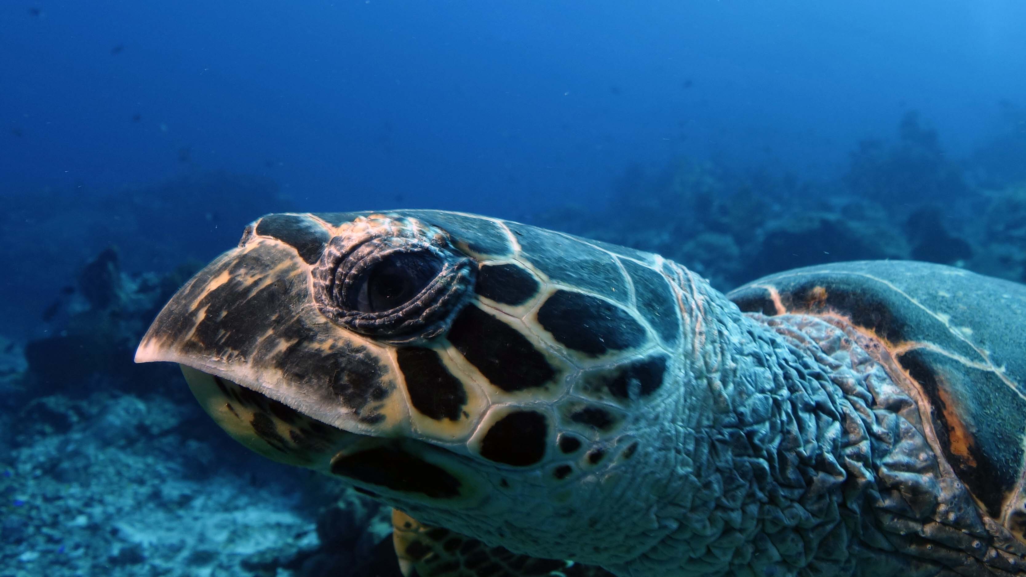 Sea turtle: Head | Reef Life Apps