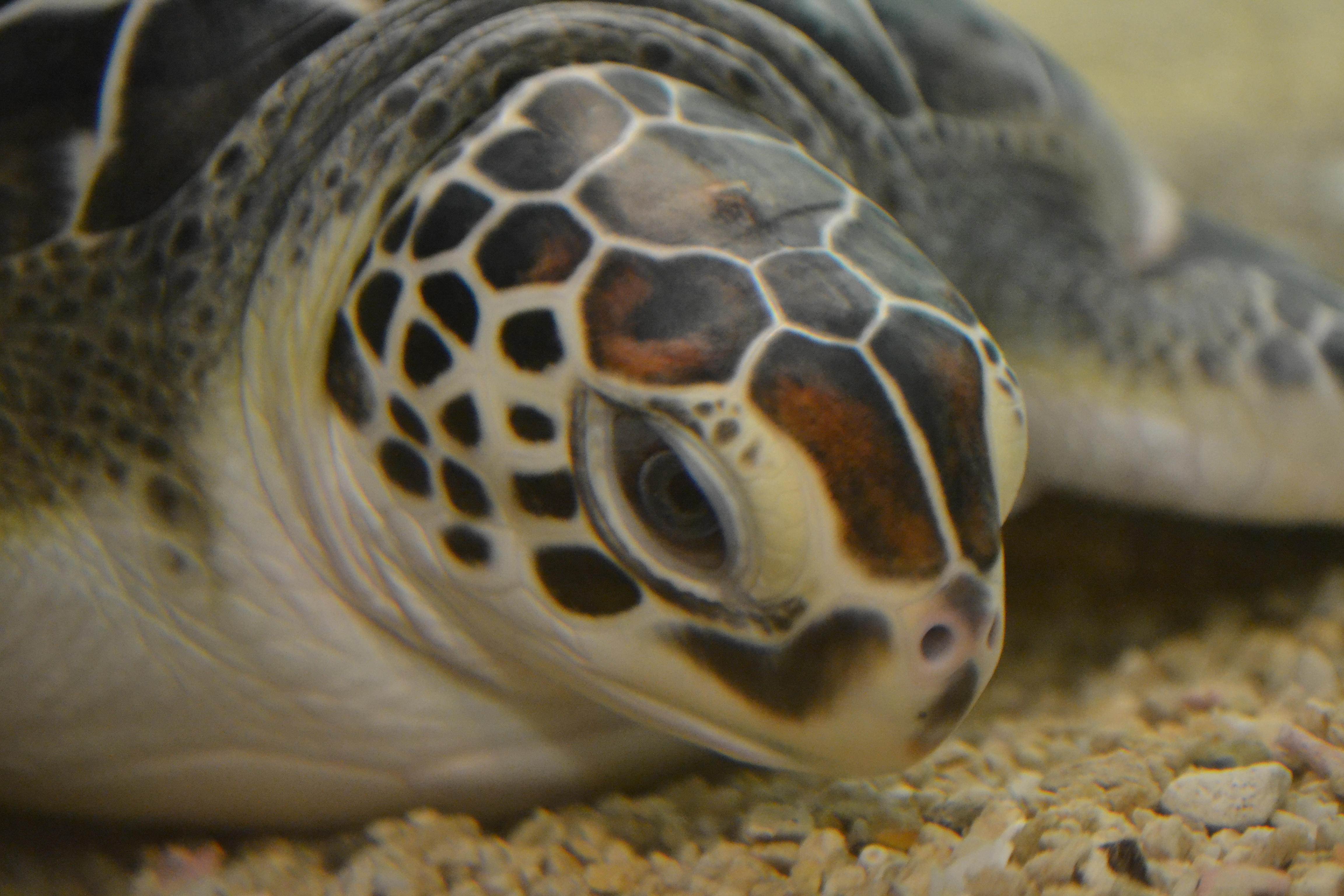Free photo: Sea-Turtle Head - Animal, Captivity, Reptile ...