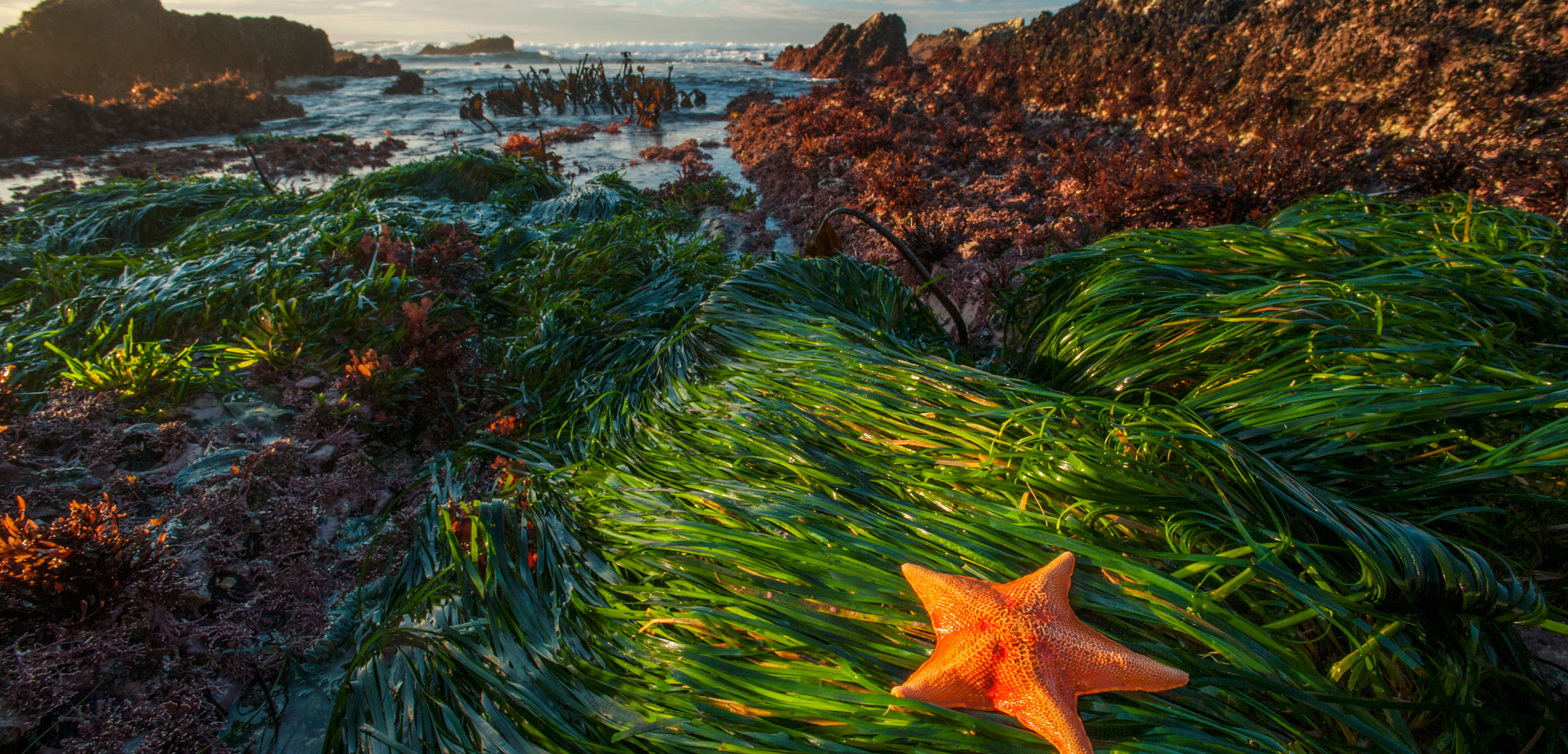 Seaweed and Seagrass Buffer the Acidity of the Nearby Ocean | Hakai ...