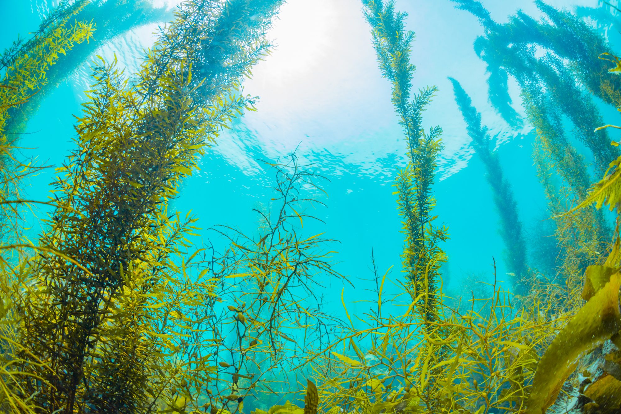 Why Seaweed Is the Newest Beauty Ingredient - Thrive Market