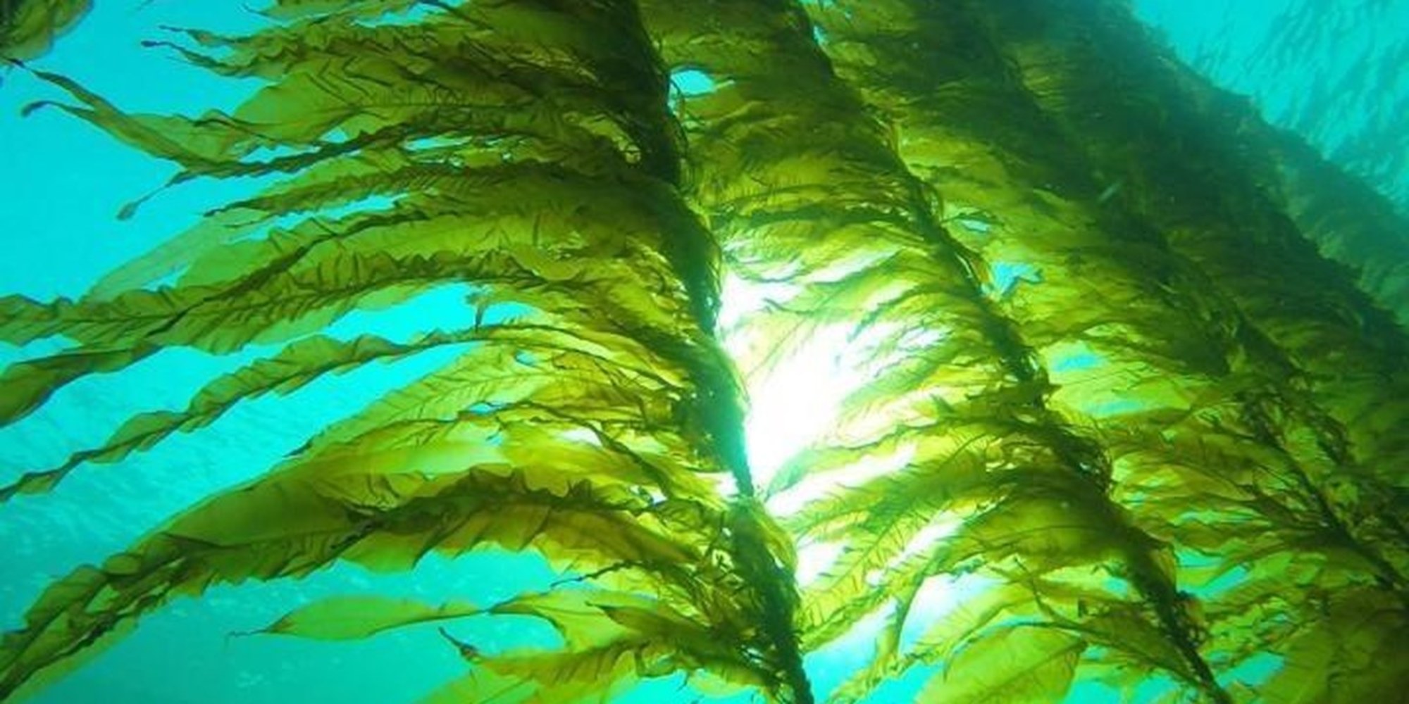Seaweed Could Revolutionize How We Power Our Devices