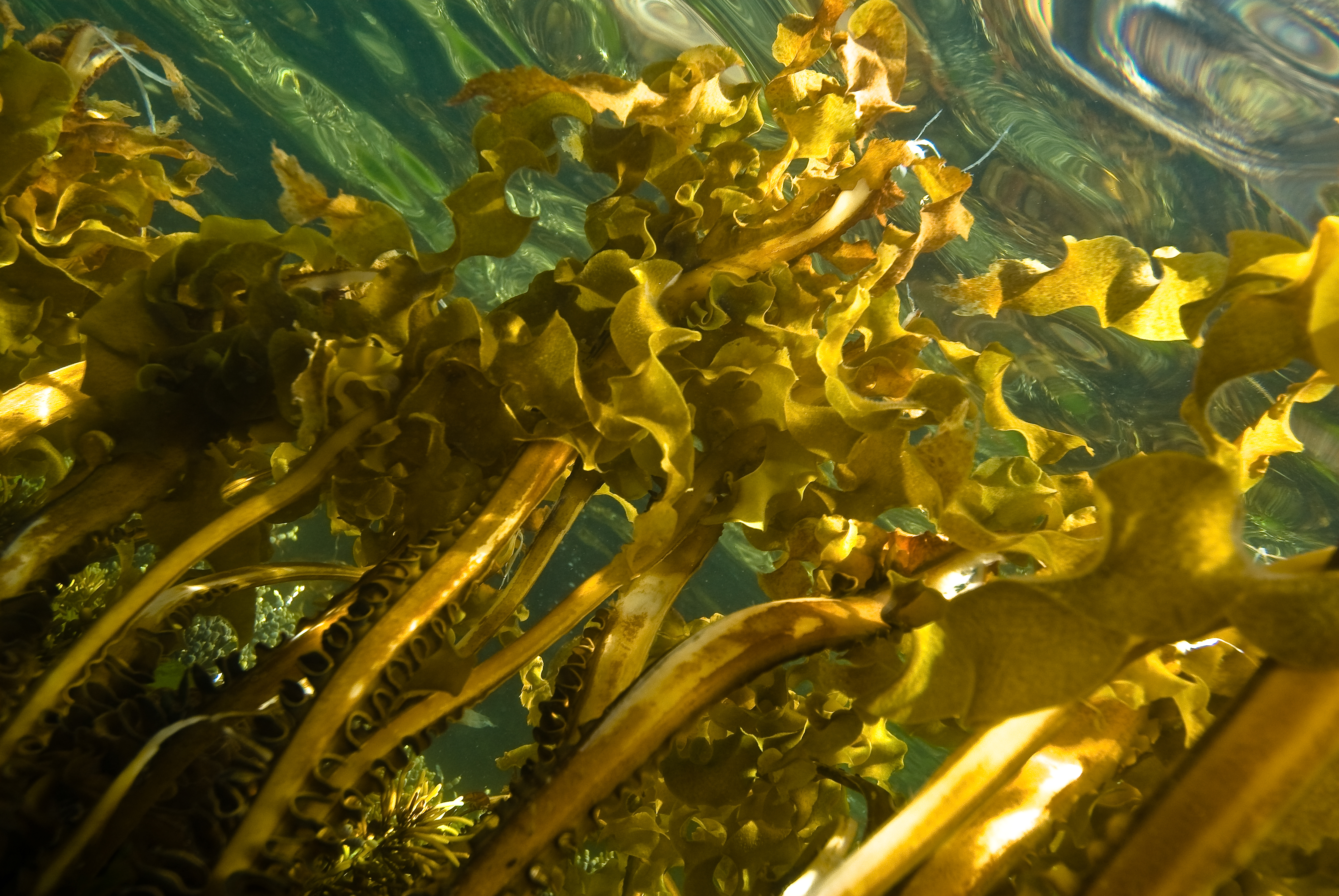 Seaweed has potential in a wide range of applications -