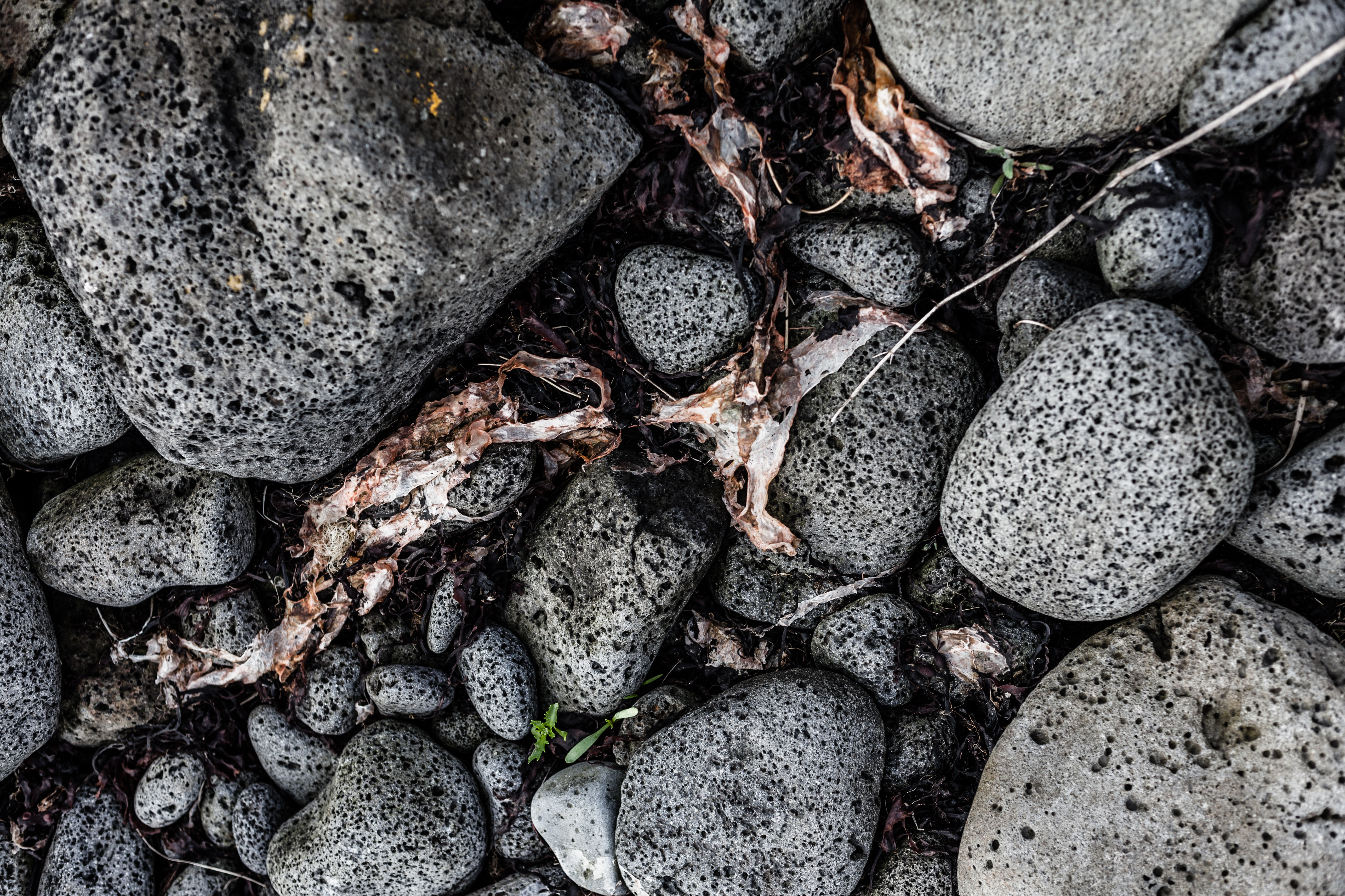 Seaweed and rocks texture photo